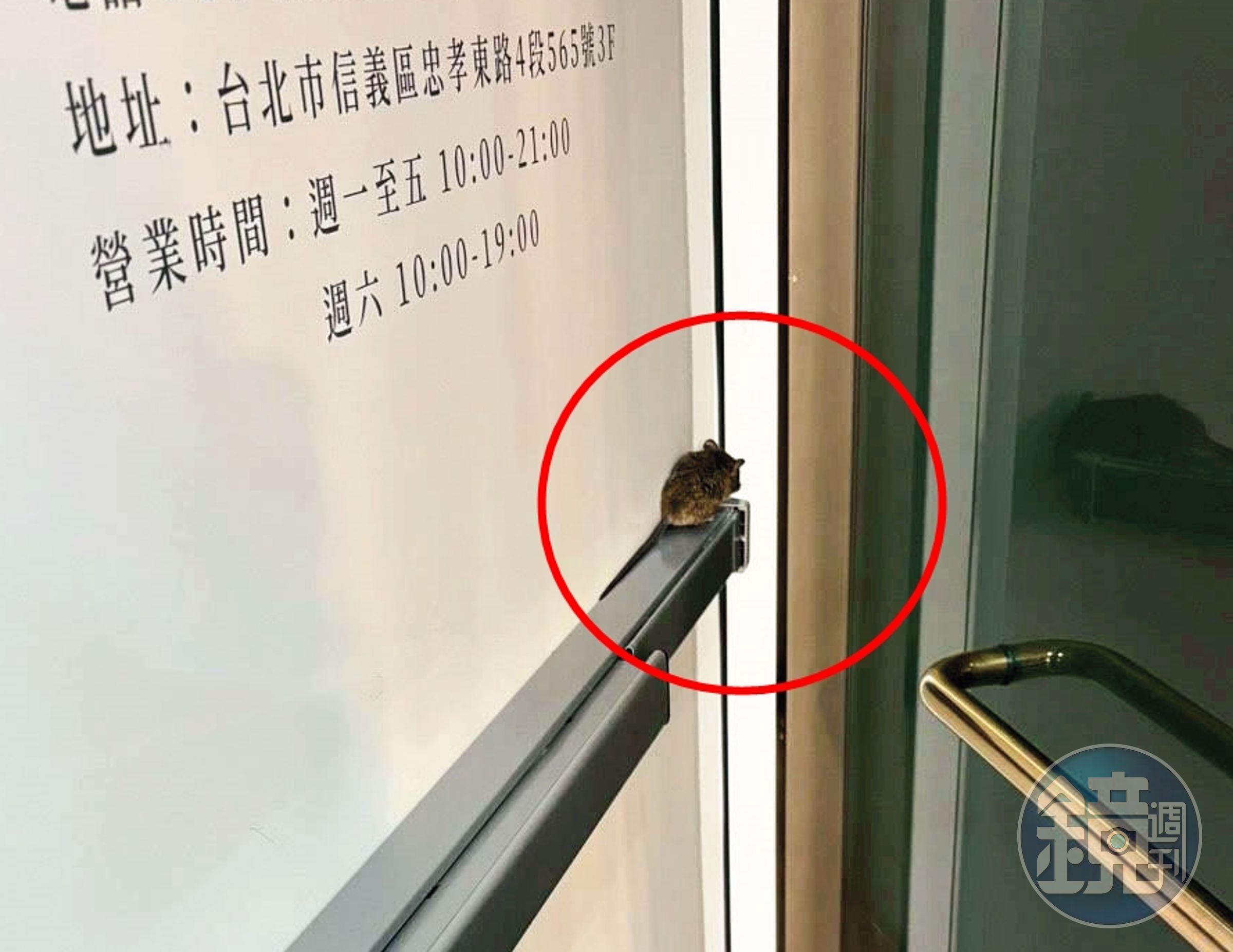 診所員工曾目擊老鼠(紅圈處)爬在大門門把上,讓她非常崩潰。(讀者提供)