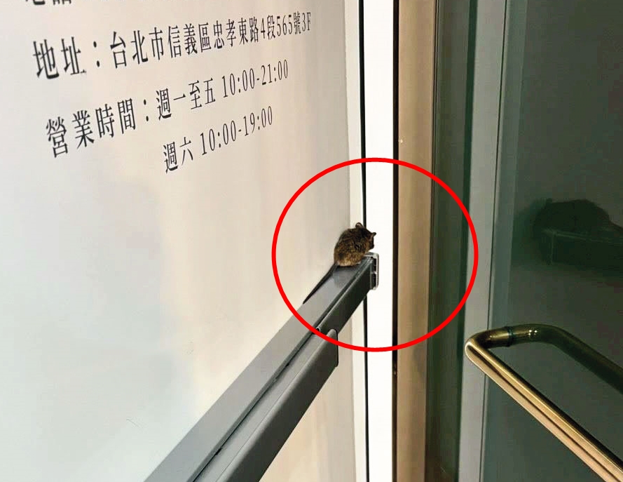 診所員工曾目擊老鼠（紅圈處）爬在大門門把上，讓她非常崩潰。（讀者提供）