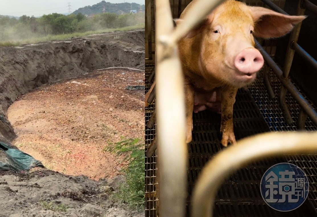 台中市府在后里、沙鹿、霧峰等地露天堆置廚餘，專家憂心，一旦野豬接觸帶病毒廚餘，鄰近豬隻恐將連帶被感染。（左圖翻攝自江和樹臉書）