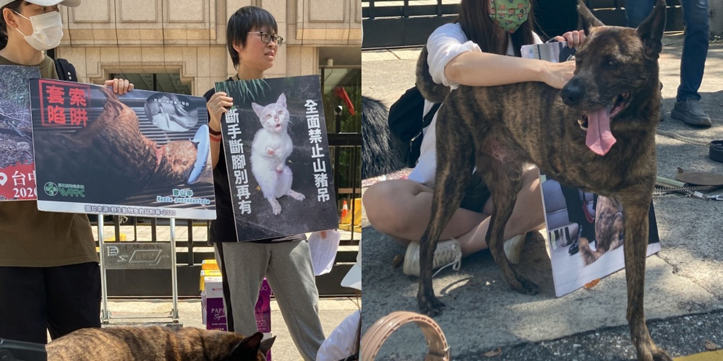 「全面禁止山豬吊公投」連署活動第一階段已成功達標。（翻攝自臺灣動物共生聯盟TOEC 臉書）