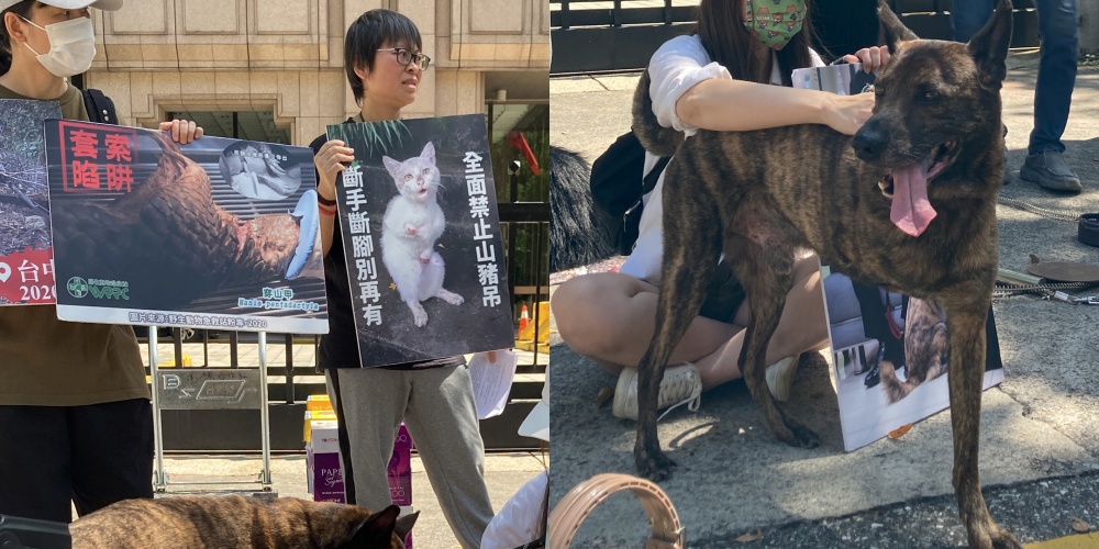 「全面禁止山豬吊公投」連署活動第一階段已成功達標。（翻攝自臺灣動物共生聯盟TOEC 臉書）