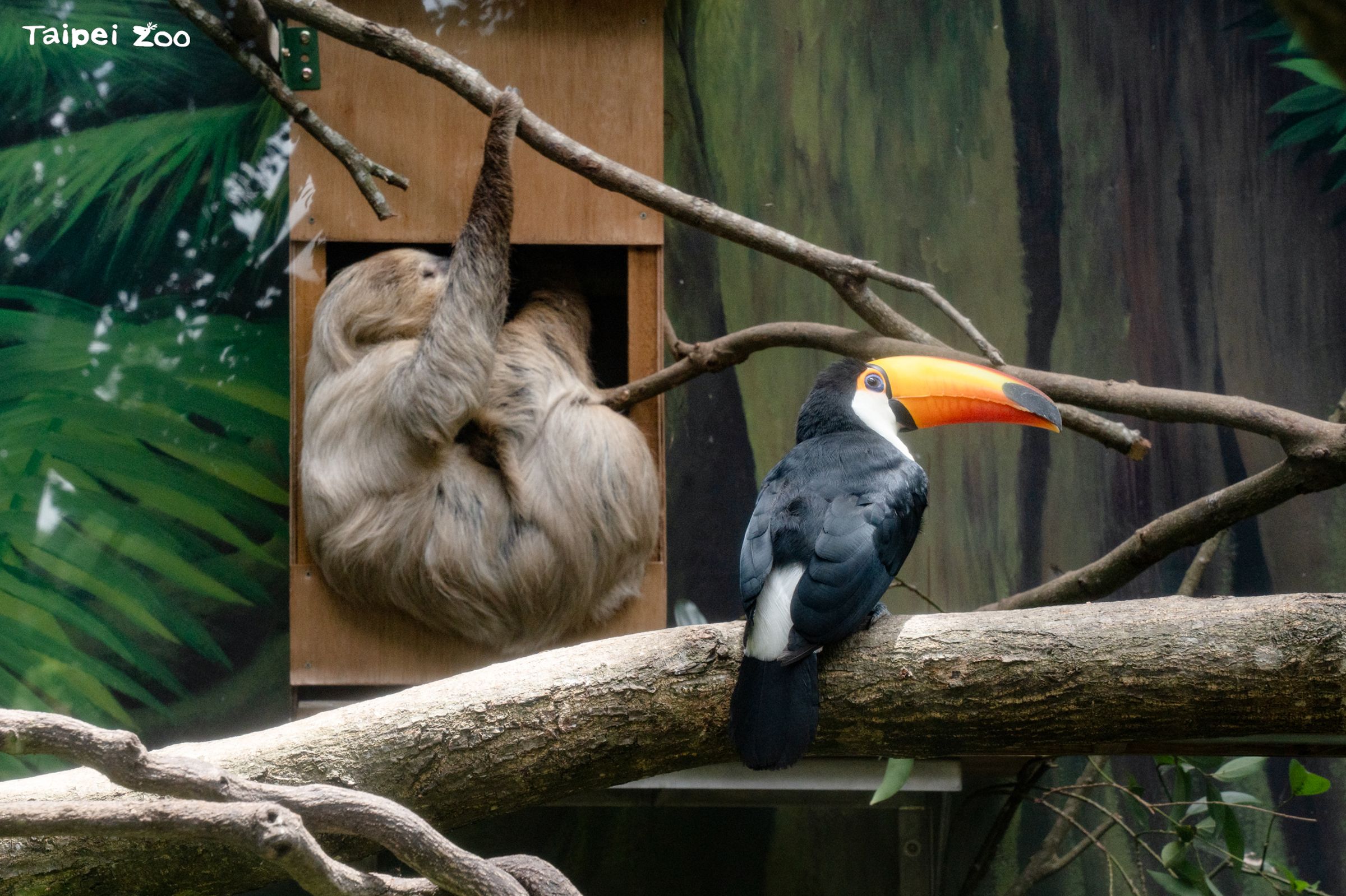 台北市動物園熱帶雨林室內館翻新開放,樹獺與大巨嘴鳥成為同居室友。(北市動物園提供)