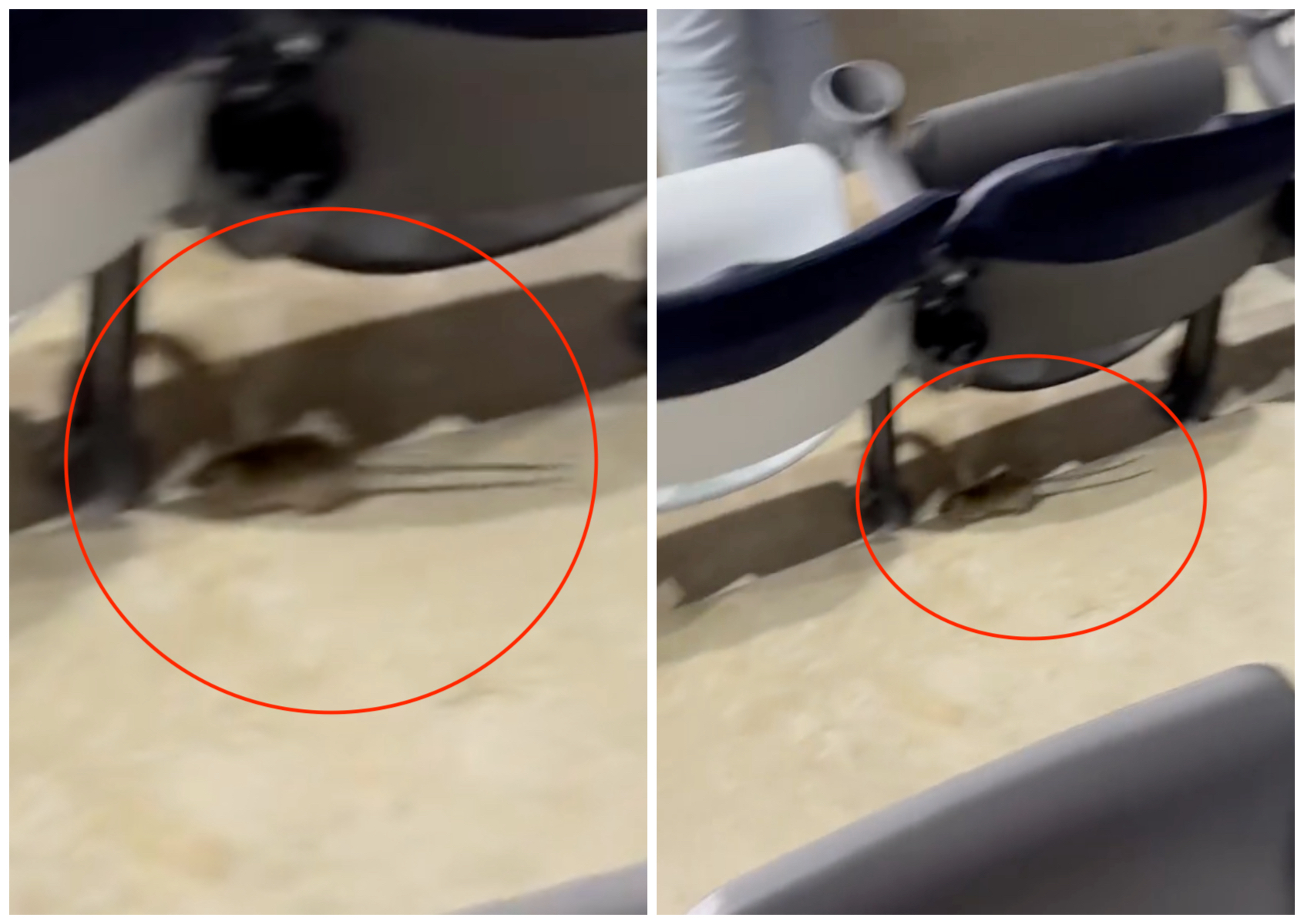 老鼠在大巨蛋座位區亂竄，畫面遭網友拍下。（翻攝jjlin_1108 Threads）