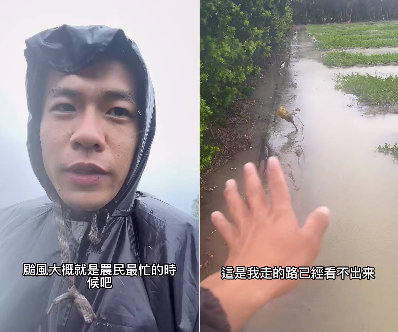 雲林青農柏賢分享自己的西瓜田在風災過後的情況,感嘆該做的都做了,還是難以避免心血全泡湯的結果。(翻攝自西部農場Instagram)