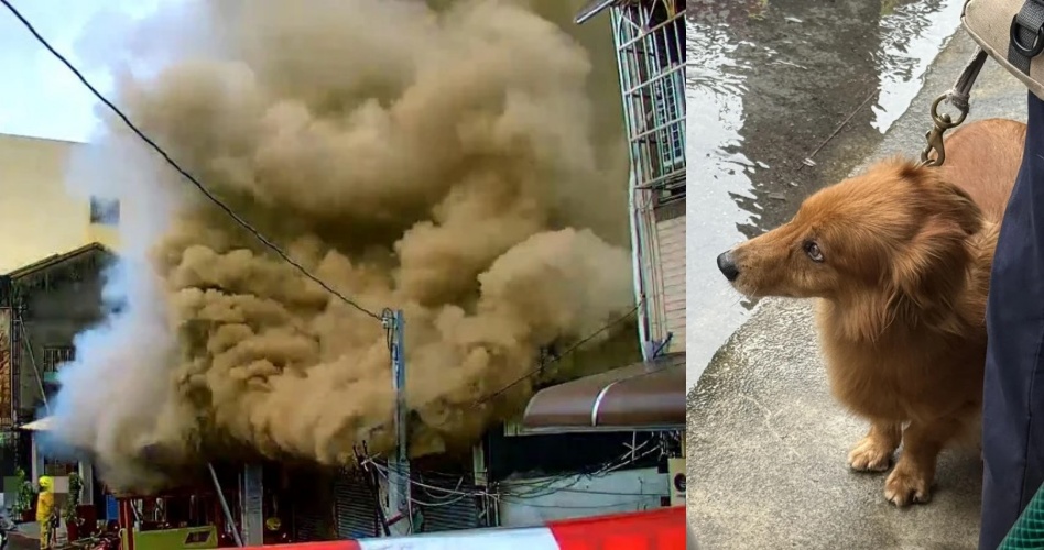 民宅陷火海！黃金獵犬狂吠救主人，全家成功逃生。（翻攝畫面）