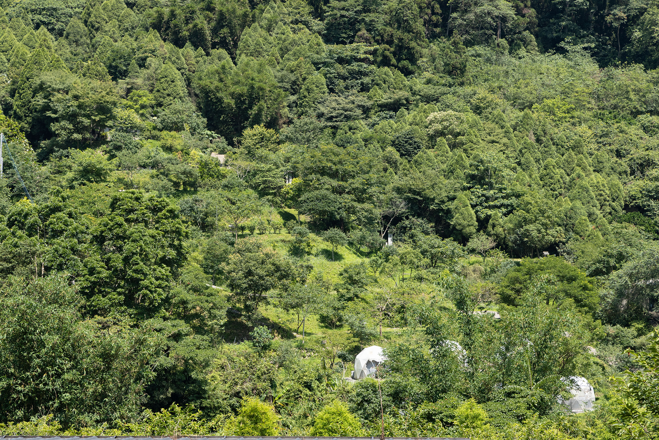 營區坐落梯田區，透過「一樹一山」活動，Wind已種下近3,000棵流蘇花，他希望10年後讓有四月雪之稱的流蘇花在泰雅部落串成花海。