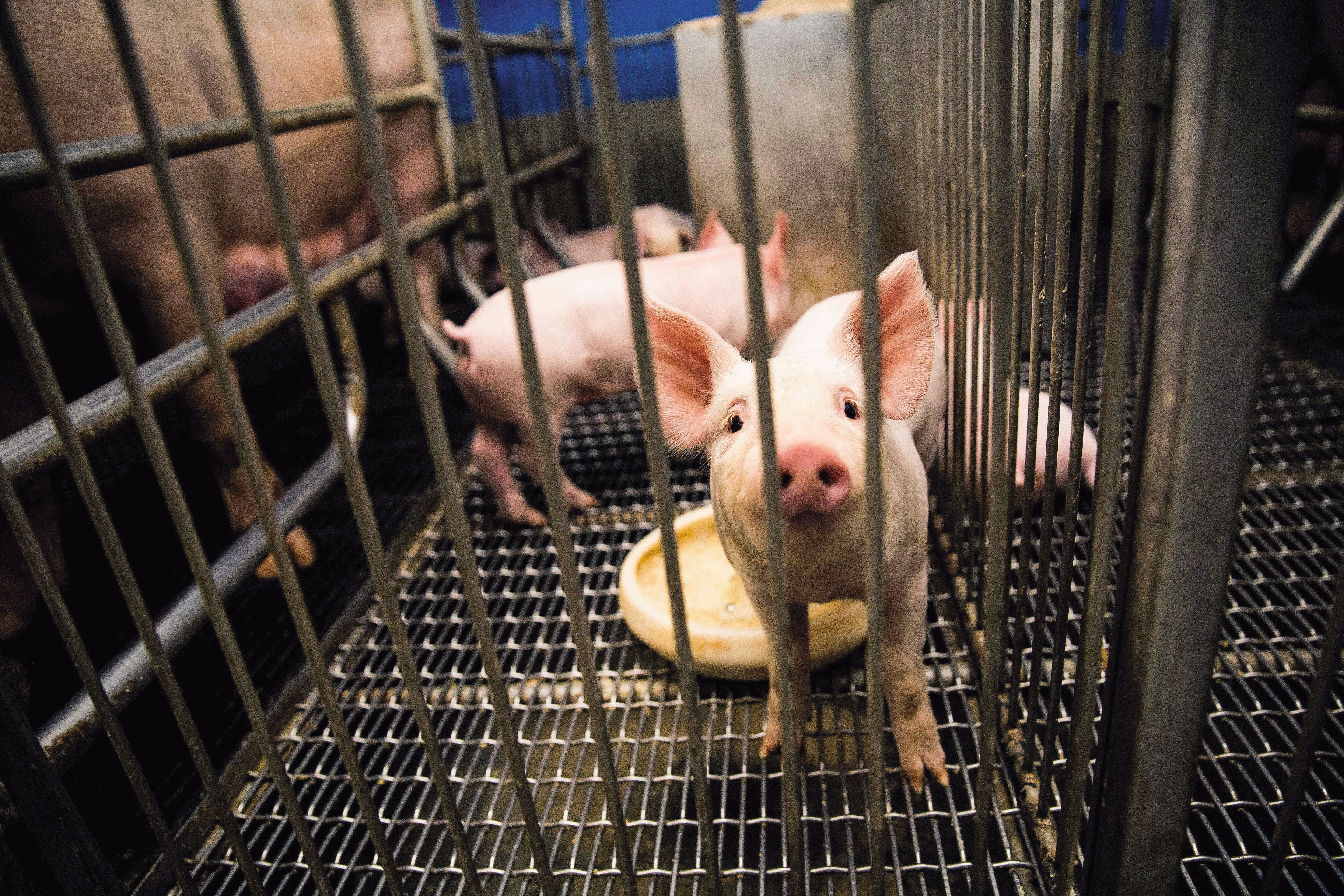 台中養豬場爆出非洲豬瘟，是否禁用廚餘養豬問題再度浮上檯面。