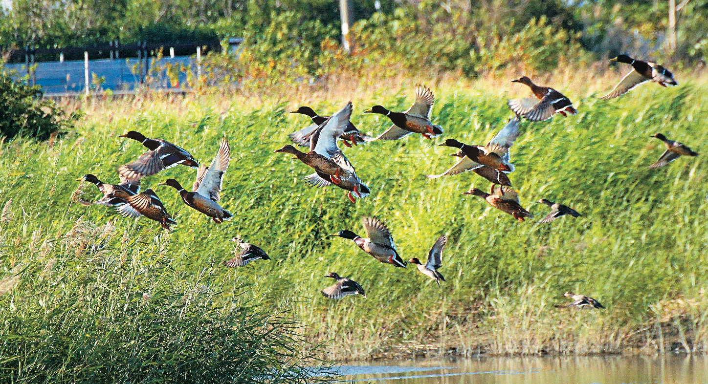 關渡自然公園保有珍貴的溼地生態，是台北的賞鳥天堂。（關渡自然公園提供）