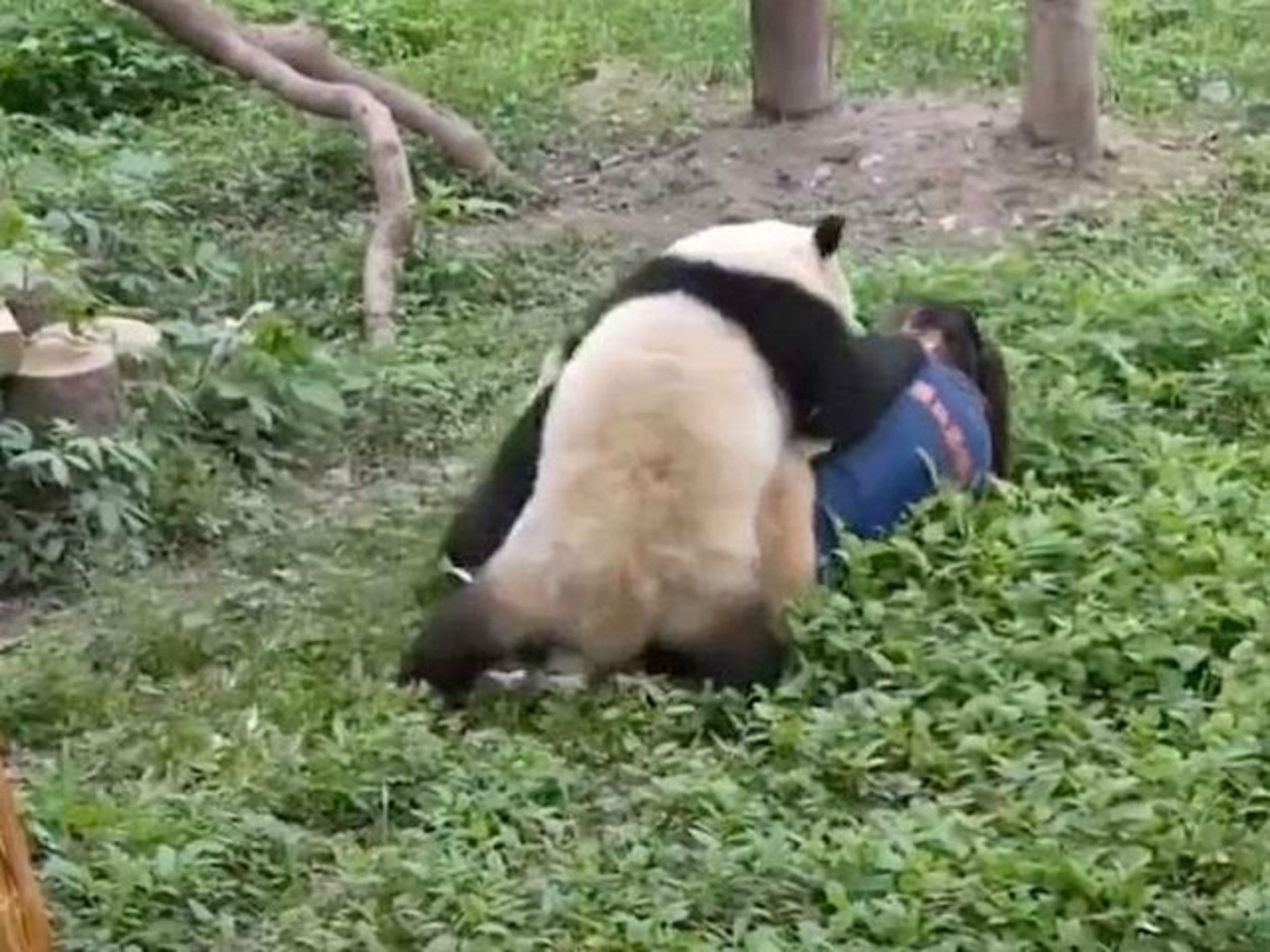 中國功夫熊貓大暴走!硬上女保育員不講武德,恐怖影片曝光。(翻自《每日郵報》)