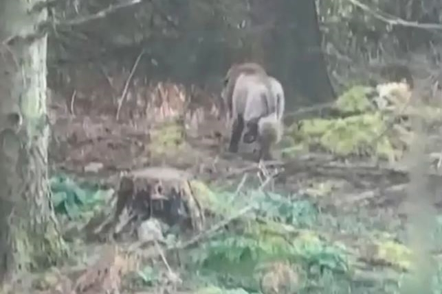 愛爾蘭克萊爾郡近日引發熱議的「獅子出沒」事件。（翻攝自irishmirror.ie）