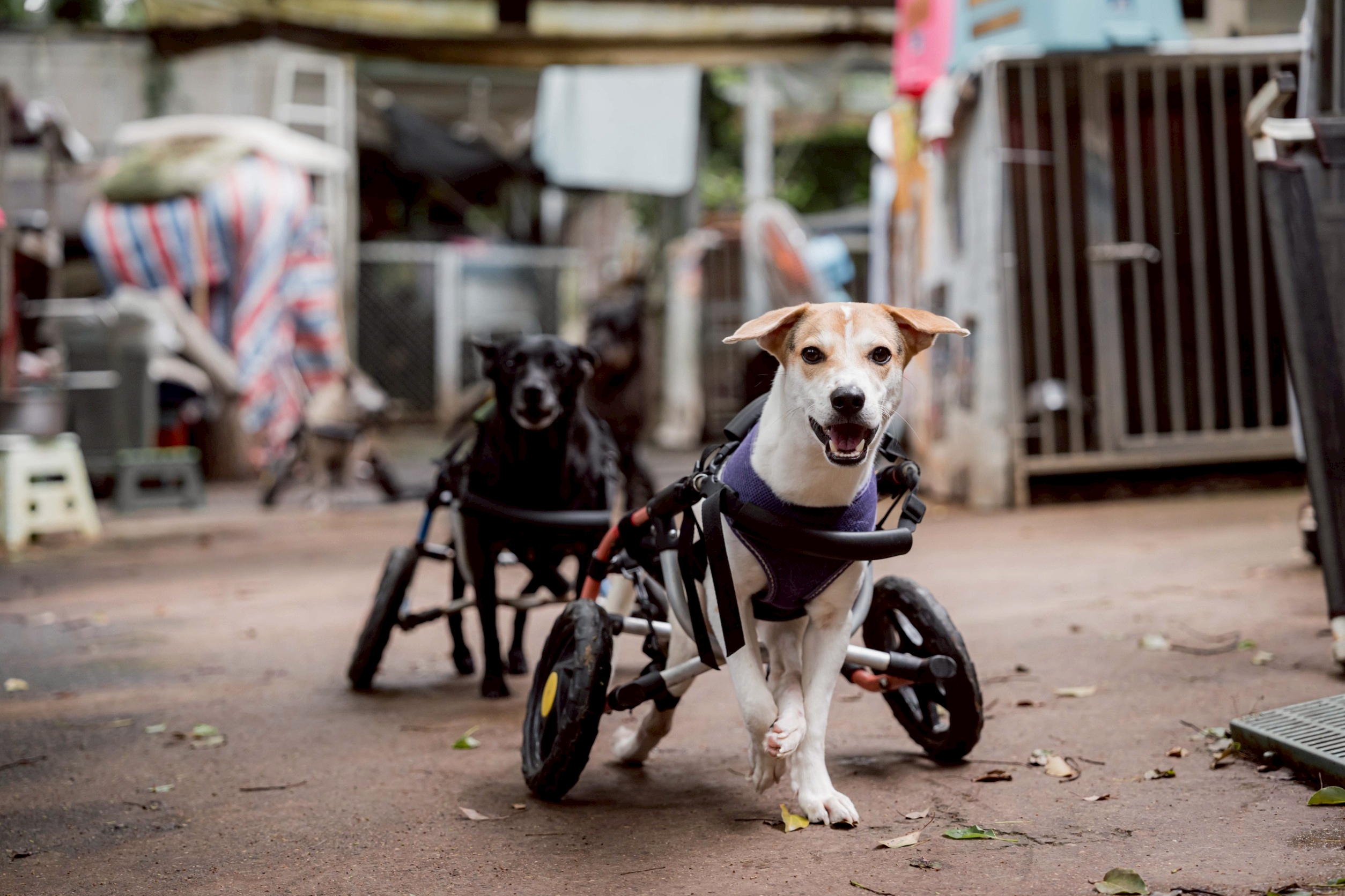 法國皇家聯手momo購物網推「『妝』點希望 浪愛加倍」公益活動，透過精準營養照護，守護浪浪的健康。（法國皇家提供）
