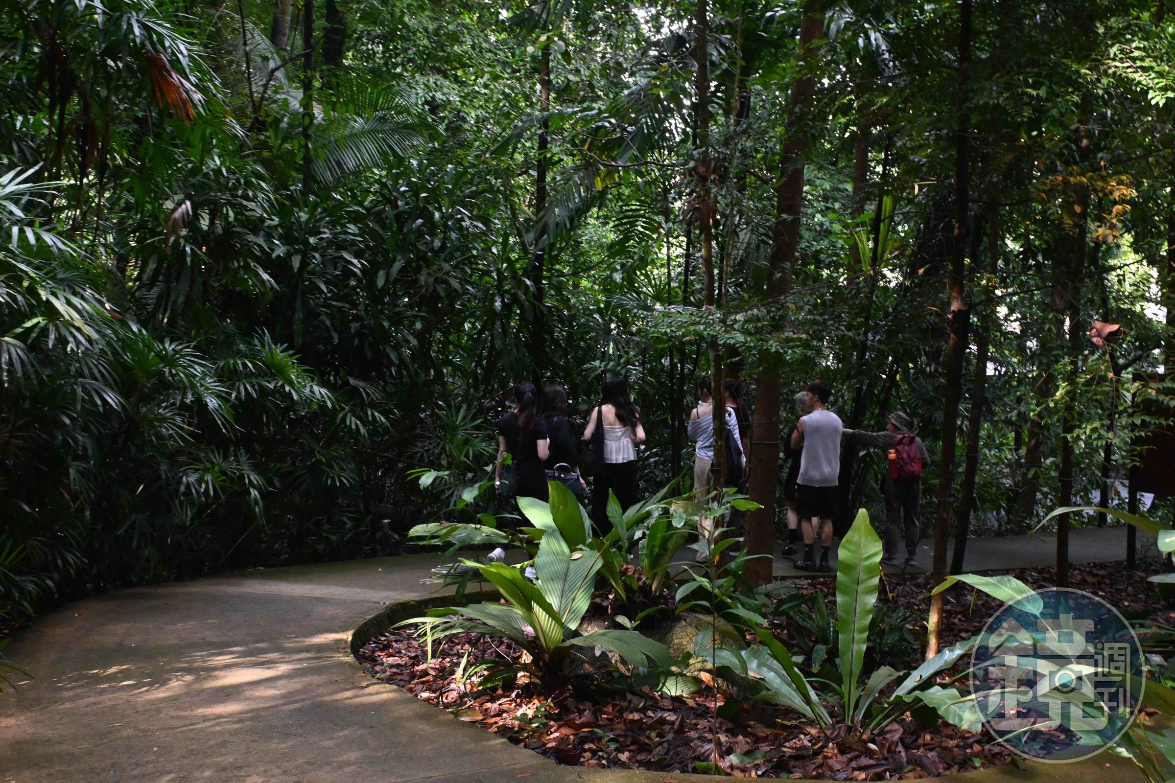 跟著導遊走進植物園，沿途認識園內保存的百年樹木與各式熱帶植物。