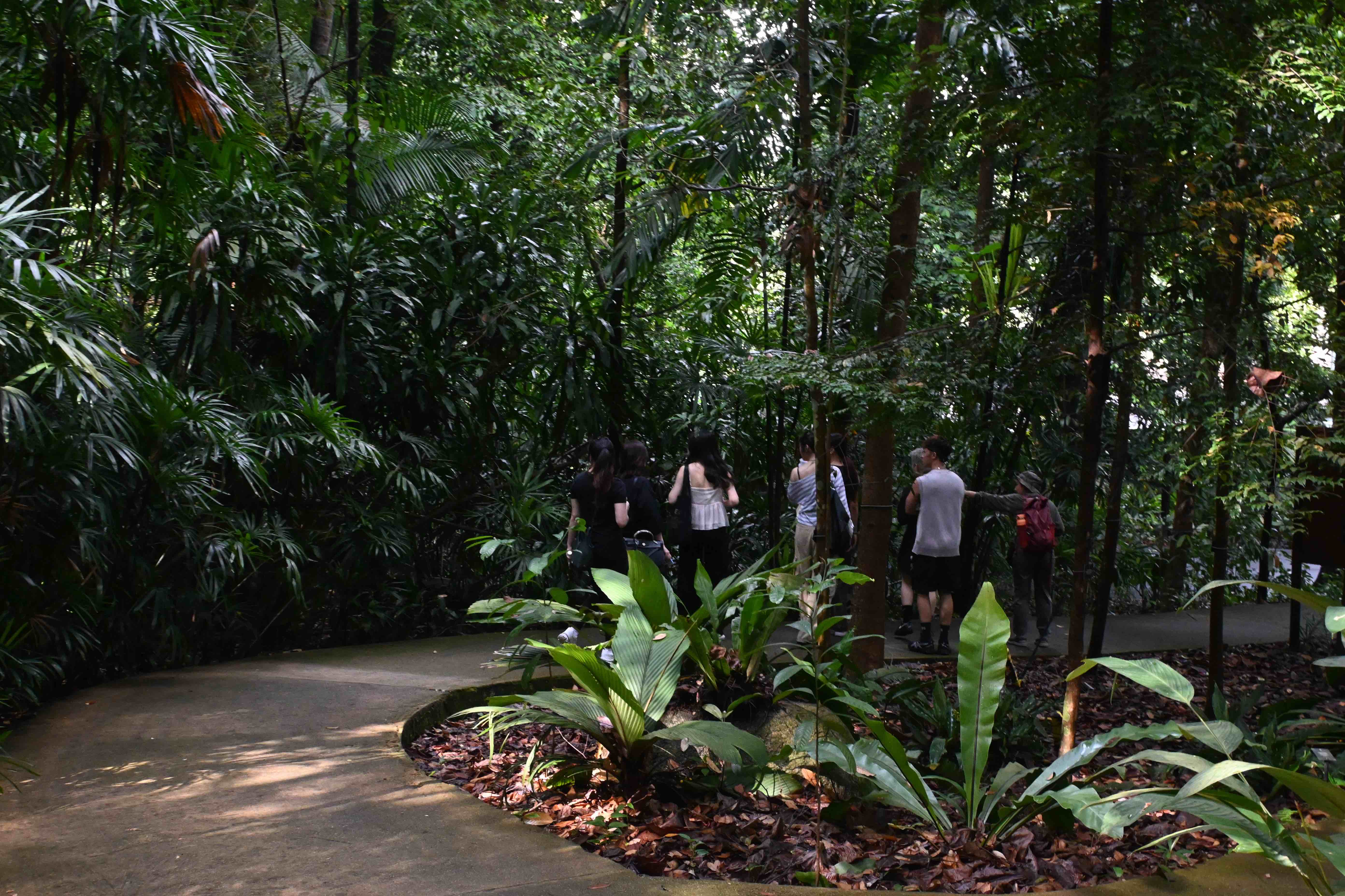跟著導遊走進植物園,沿途認識園內保存的百年樹木與各式熱帶植物。