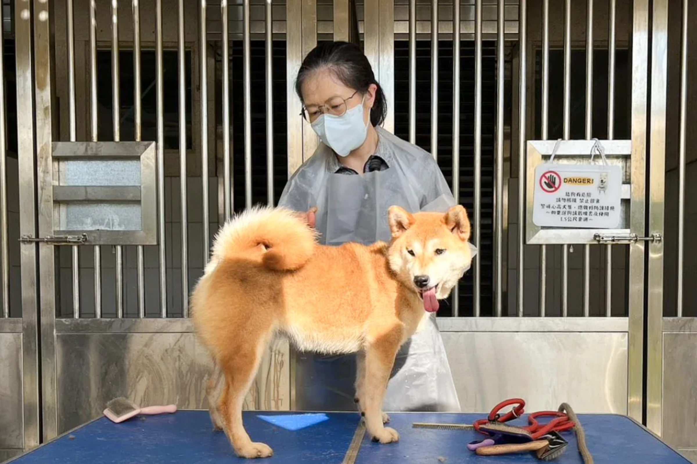新竹縣一名蔡姓女子惡意棄養16隻柴犬，所幸遭棄養犬隻健康狀況良好，目前交由新竹縣動保所安置。（新竹縣政府提供）