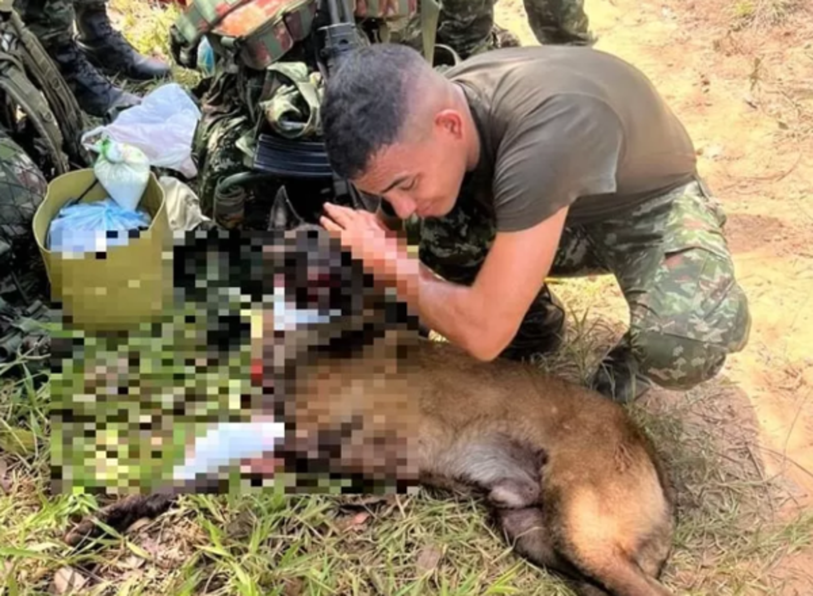 重傷仍爬回領犬員身邊!桑松用生命守護36名士兵與數百村民。(翻攝自X @Ingenieros_EJC)