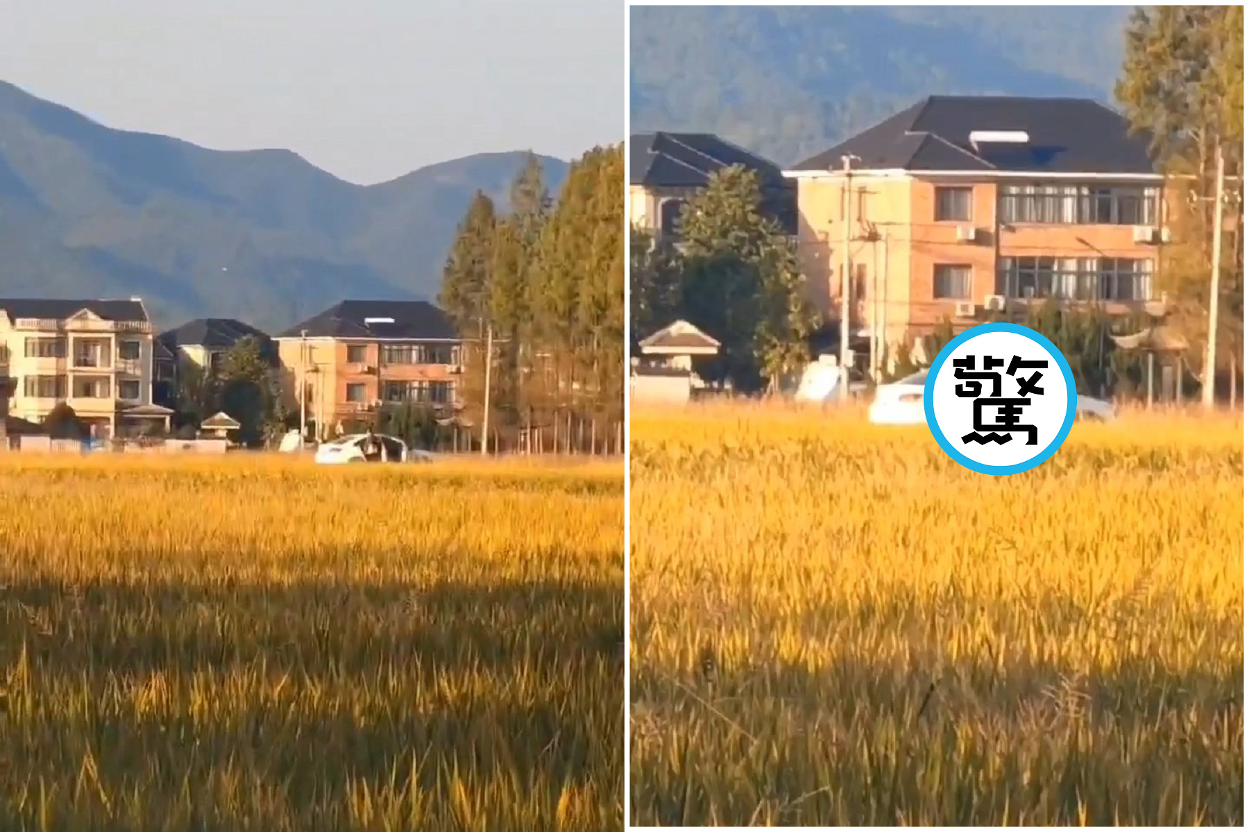 田裡農事好忙！鄉民直擊「人肉插秧播種」超興奮。（翻自《黑料網》）