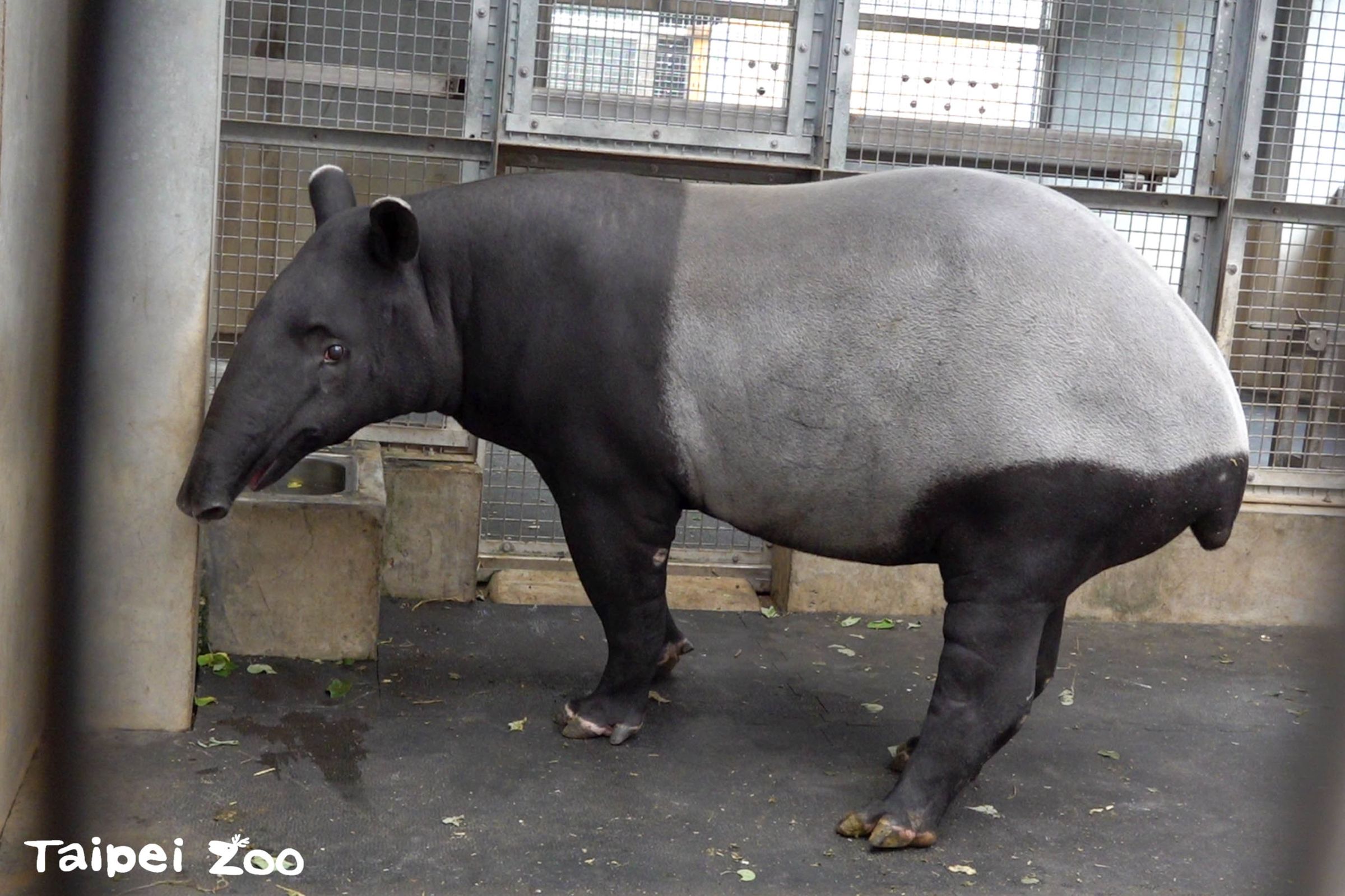 馬來貘「貘莉」預產期在今年6月。(台北市立動物園提供)