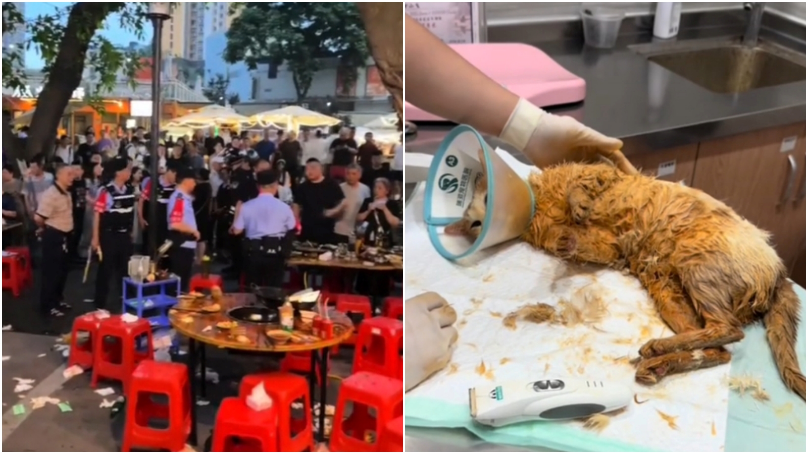 「天降貓咪」掉進麻辣鍋！9顧客衰燙傷，老闆收編牠打工還債。（翻攝抖音）