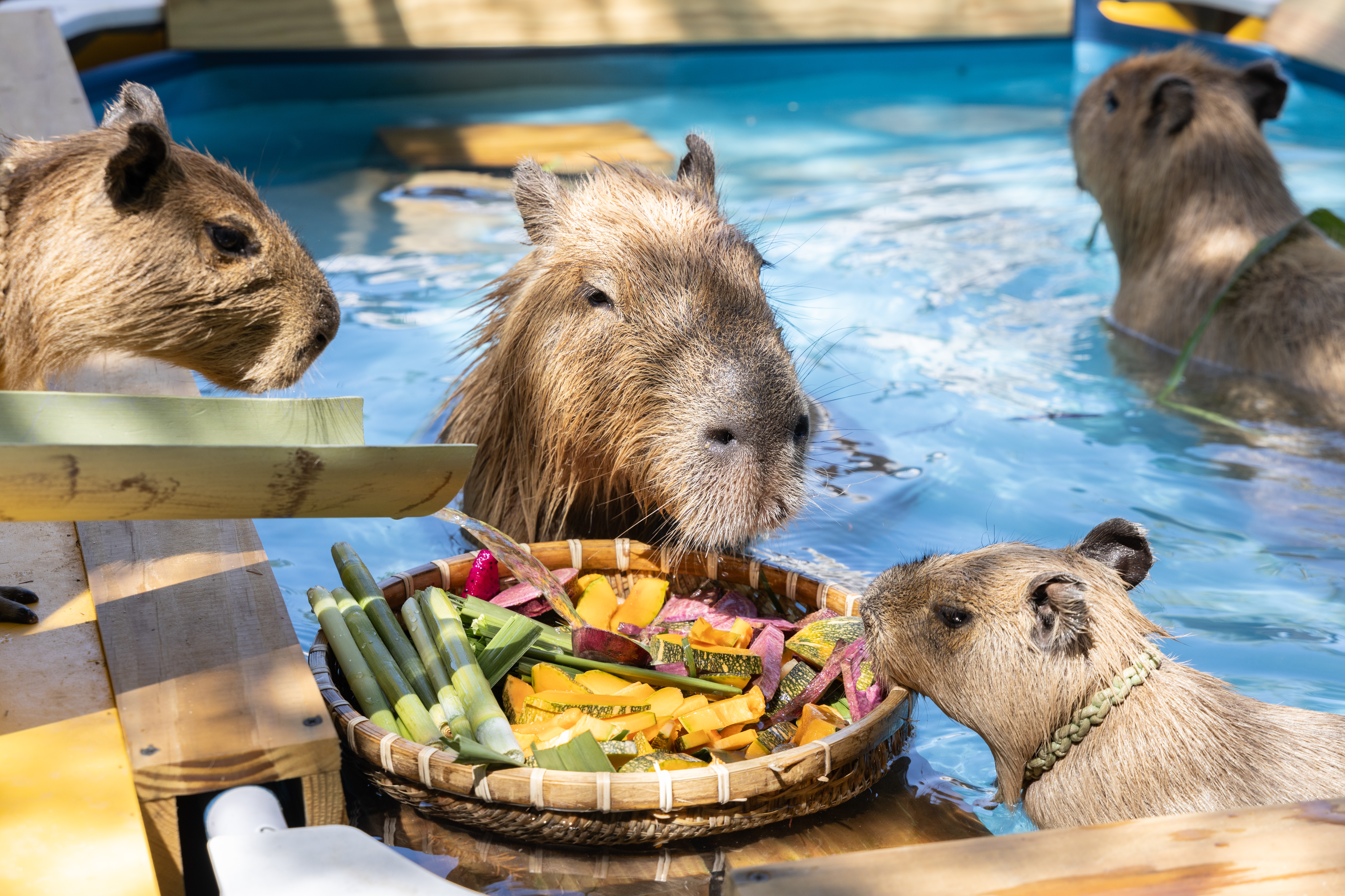 宜蘭「斑比山丘」水豚君的蔬果流水麵派對，光看就覺得涼快又療癒。