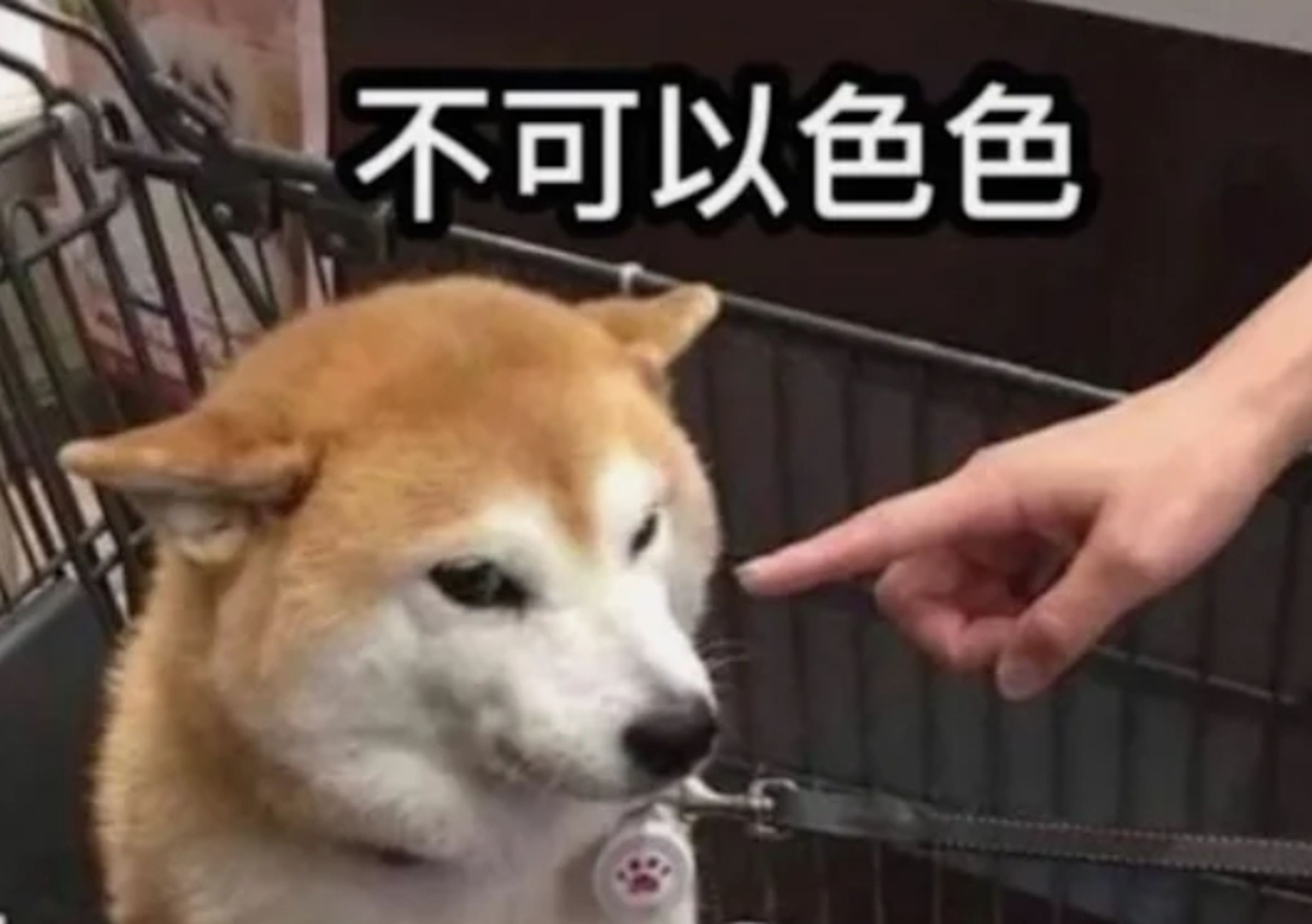 Ponsan過去因為「不可以色色」的迷因圖爆紅。 （翻攝自Dcard）