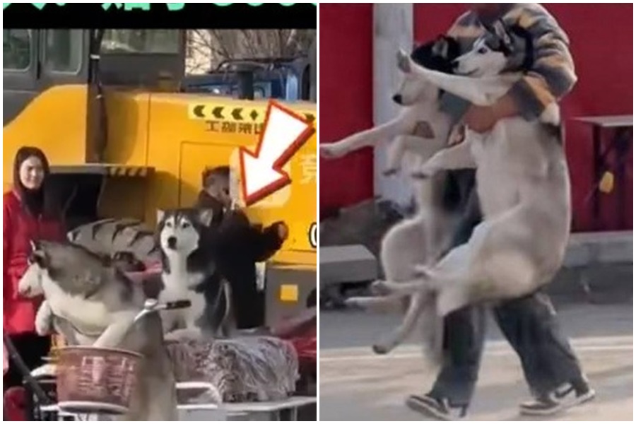 有2隻哈士奇趁著主人不在，竟貪玩地將一旁切糕三輪車攤販騎走。（翻攝自微博）