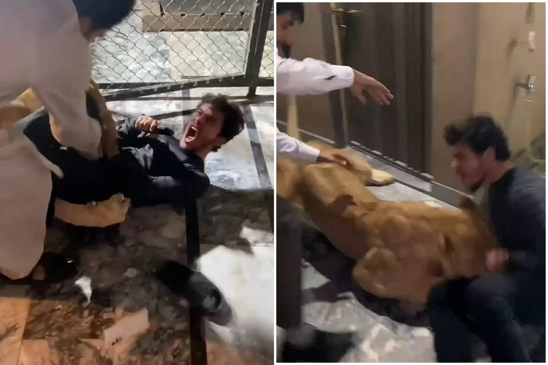 男找獅子玩自拍，慘被死死狠咬！他痛苦嘶喊「辛巴饒了我吧」。（翻自《每日郵報》）