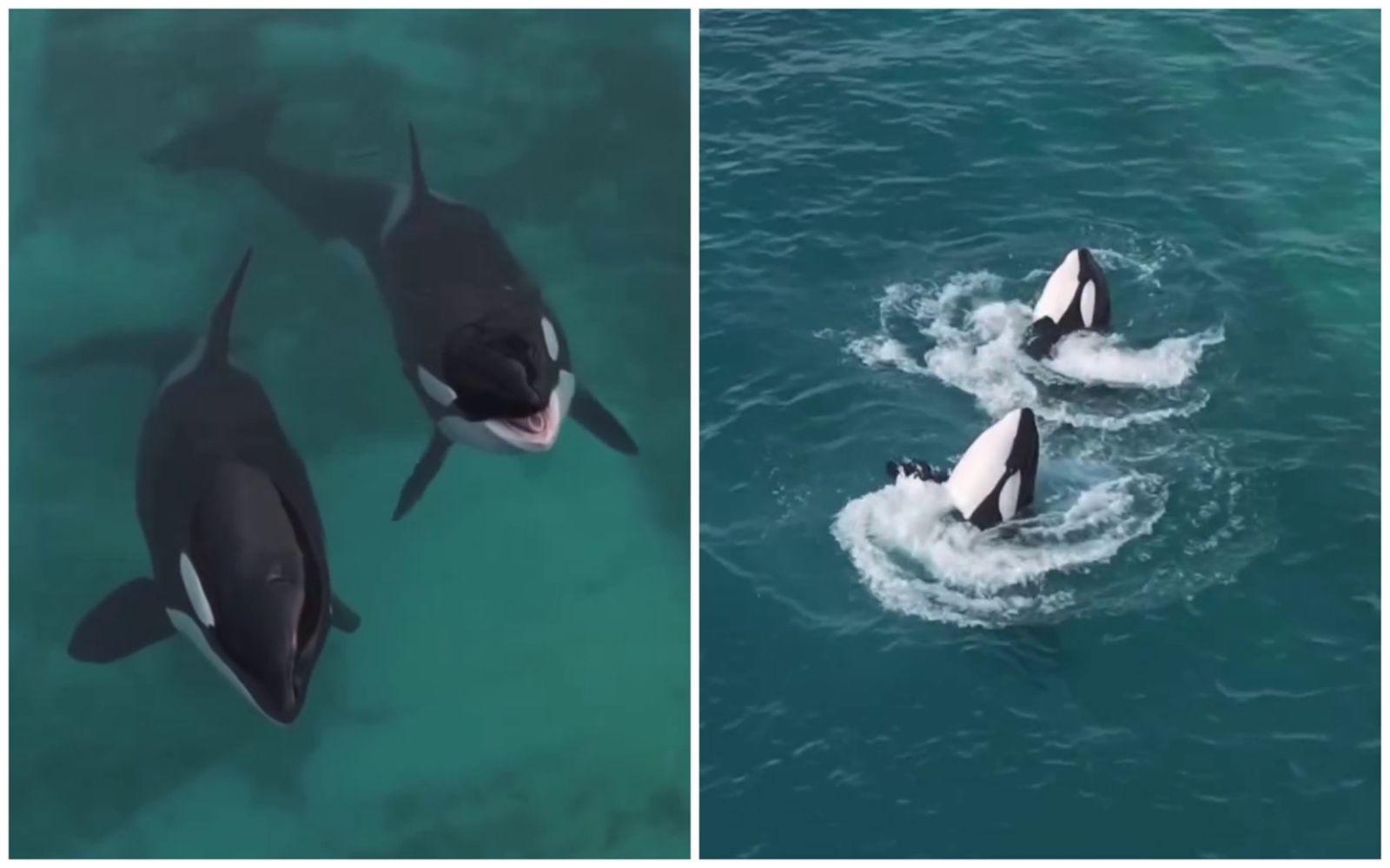 虎鯨母子困法國廢棄樂園「聽見無人機聲竟開始表演」! 攝影師淚揭畫面:牠們像是想起「被人看見」的記憶