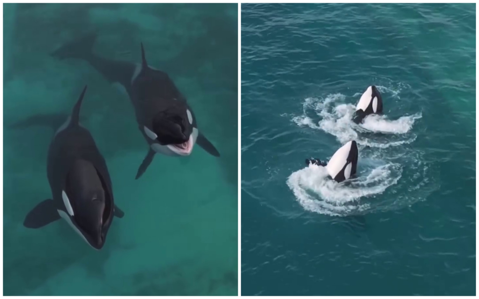 虎鯨母子「維琪」與「凱喬」，聽到無人機聲音後竟開始表演。（翻攝sephlawless IG）