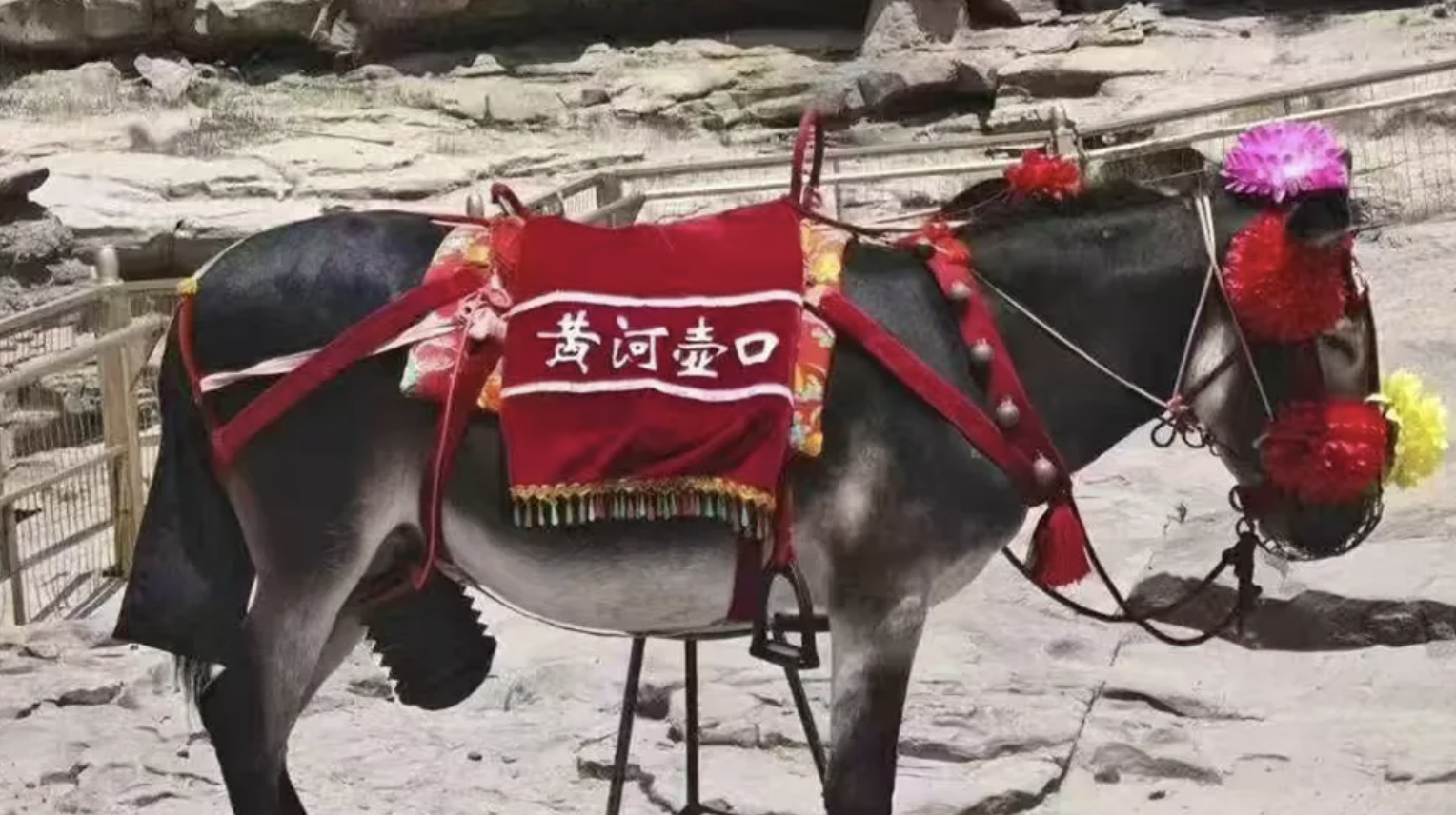 有遊客投訴黃河壺口瀑布的毛驢下體外露不雅觀，風景區工作人員想方法「遮住」，卻顯得相當突兀。（翻攝自微博）