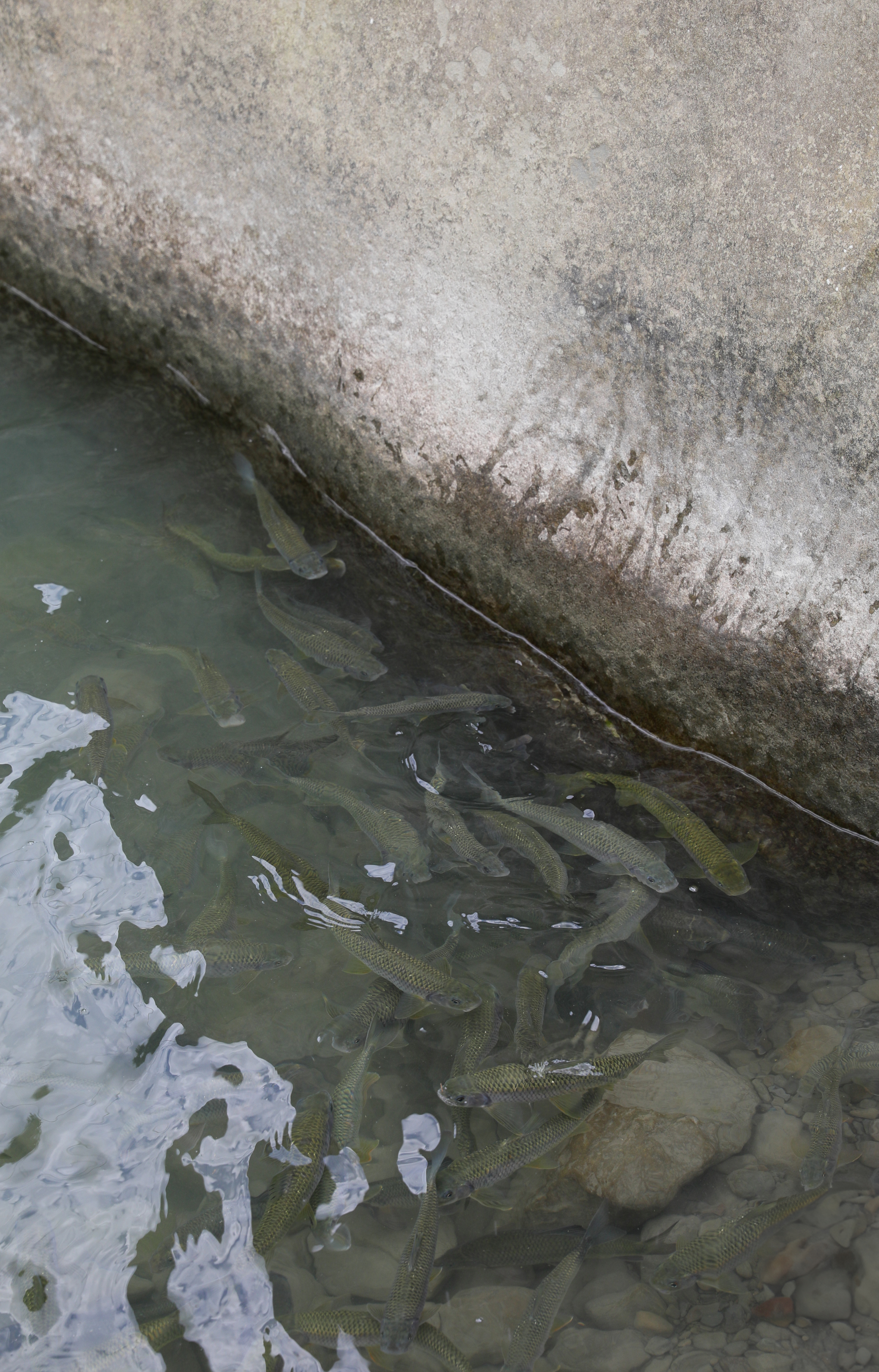 鯝魚在鄒族語中將牠稱作「真正的魚」，是台灣特有種之一，對水質要求高，通常分布在河川中、上游。