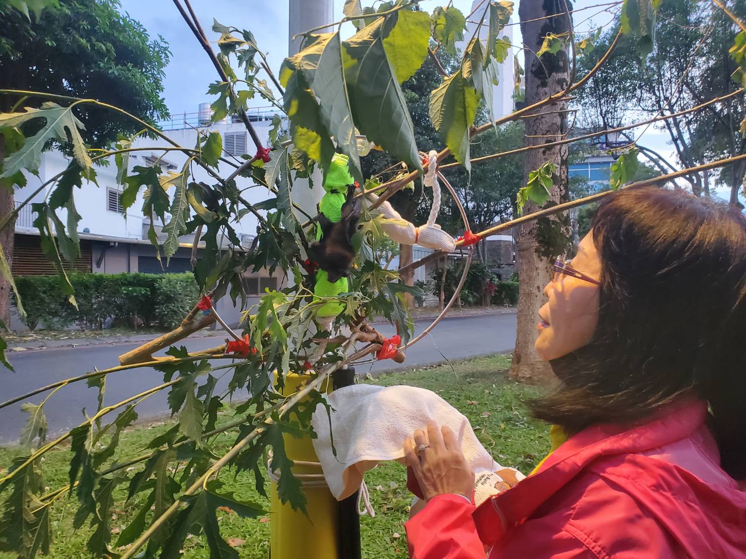 民眾日前在花蓮市區拾獲一隻台灣狐蝠幼崽,為台灣首例救援僅兩週的狐蝠寶寶。(林保署花蓮分署提供)