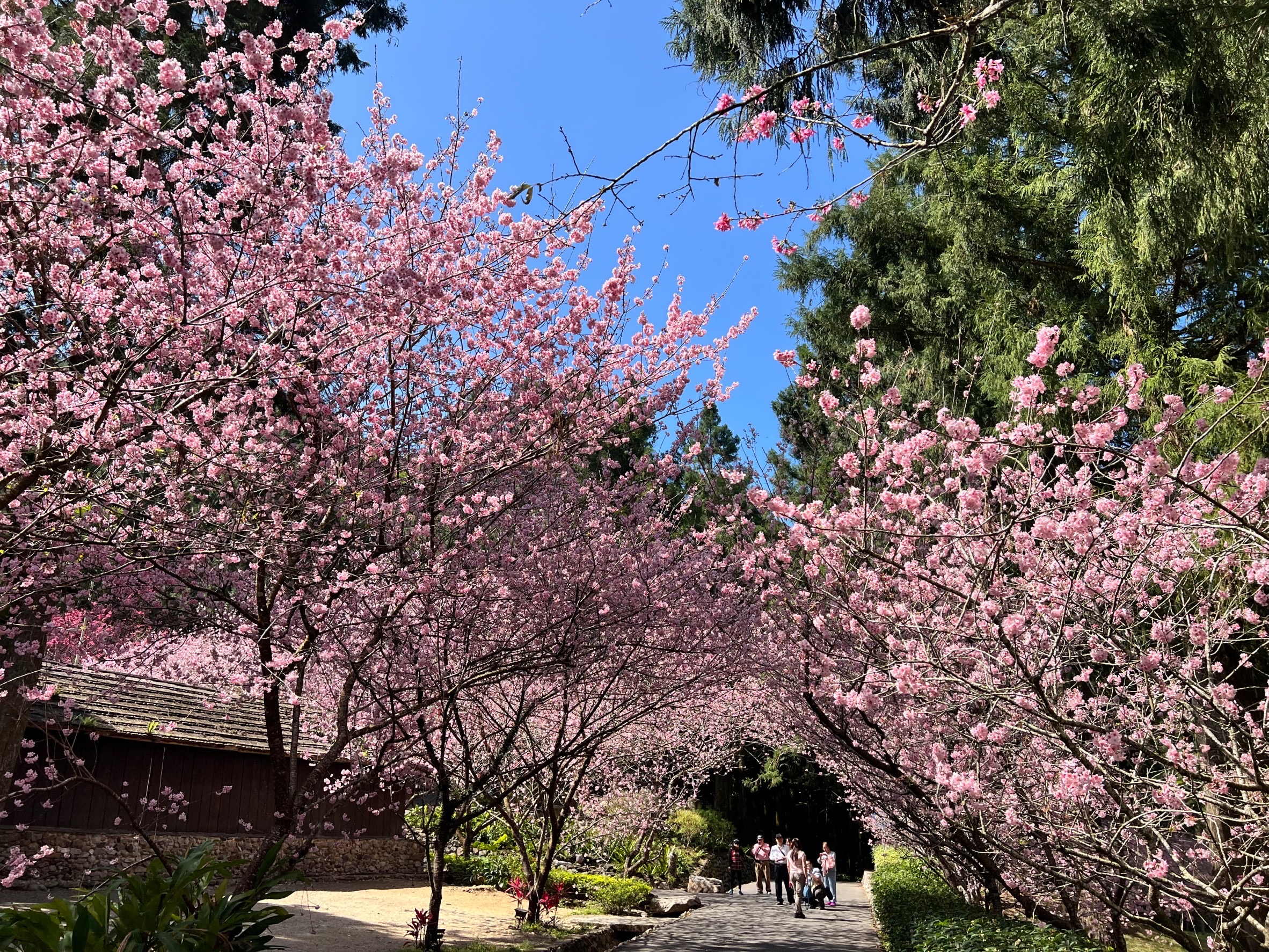 一年一度的九族櫻花季已盛大展開，將持續至3月9日，圖為過去花況。