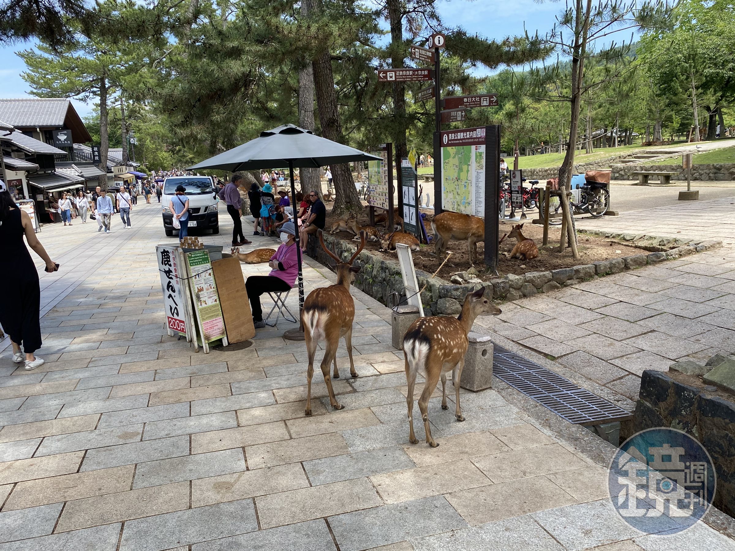 奈良公園有許多攤販會賣鹿仙貝,一綑10片200日圓。