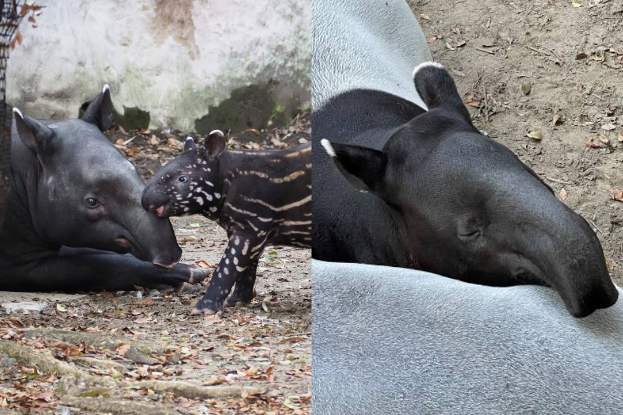 英雄很黏媽媽,喜歡把媽媽當枕頭。(翻攝自橫濱動物園官網)