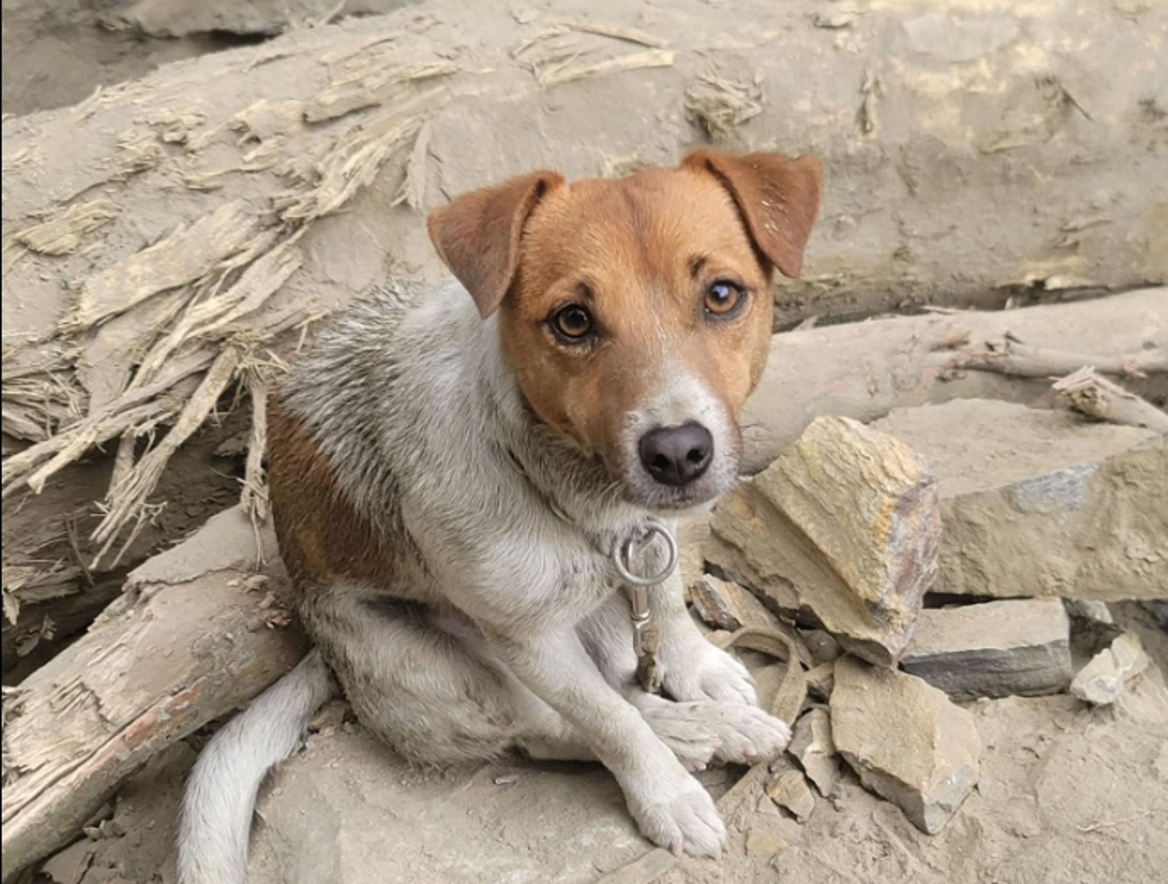 搜救犬「小鋼砲」Wilson意外離世。（翻攝自「花蓮搜救犬隊～WHF犬客」臉書）