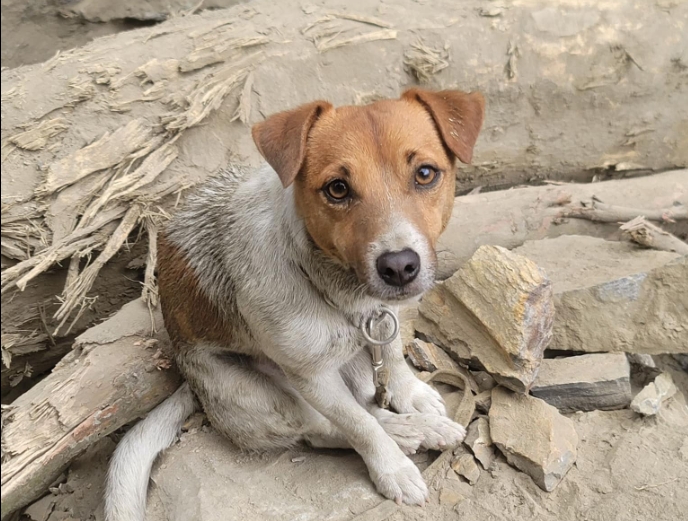 搜救犬「小鋼砲」Wilson意外離世。（翻攝自「花蓮搜救犬隊～WHF犬客」臉書）