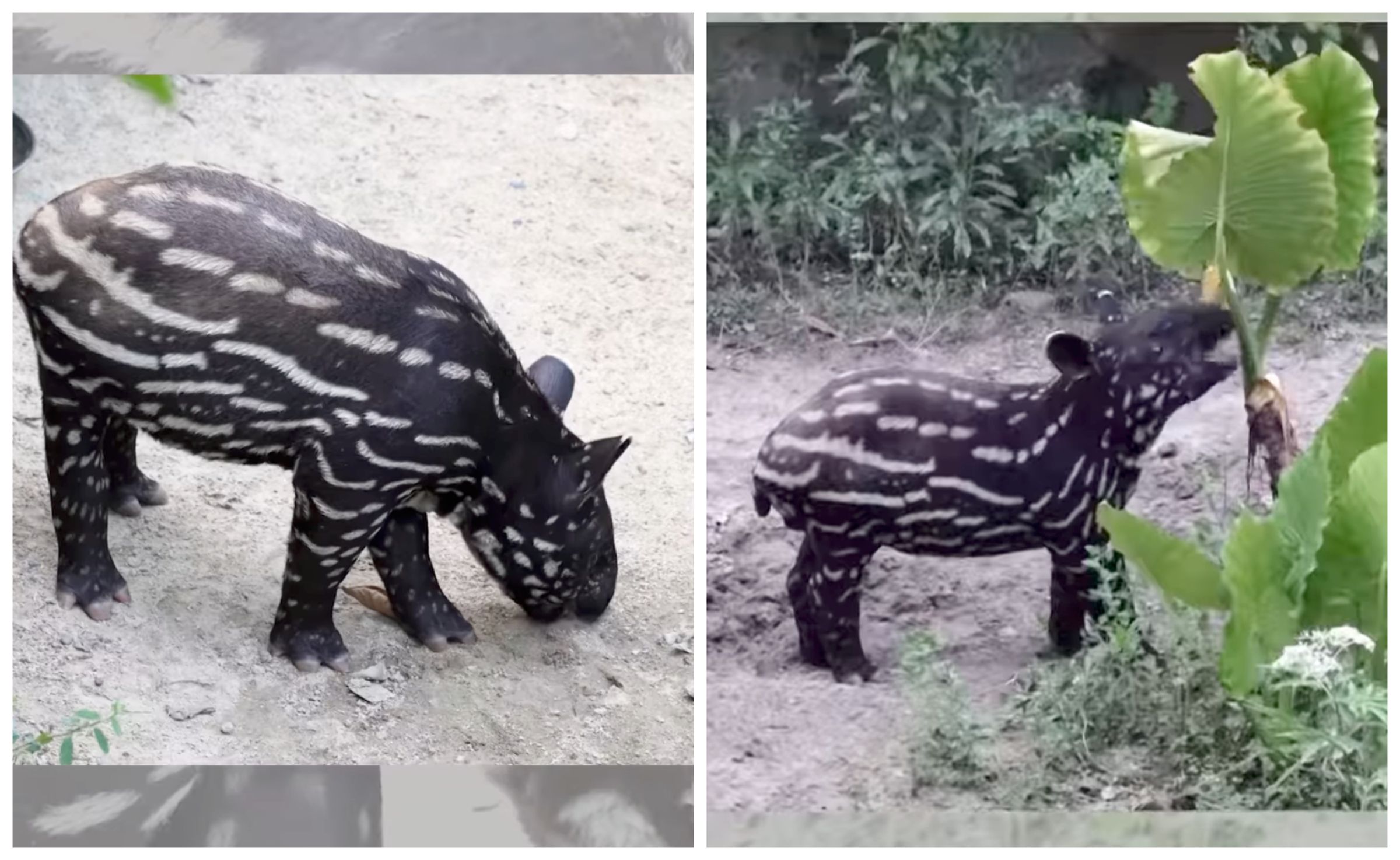 馬來貘寶寶莉姆路「吃土」的模樣超級可愛。（翻攝台北市立動物園臉書）