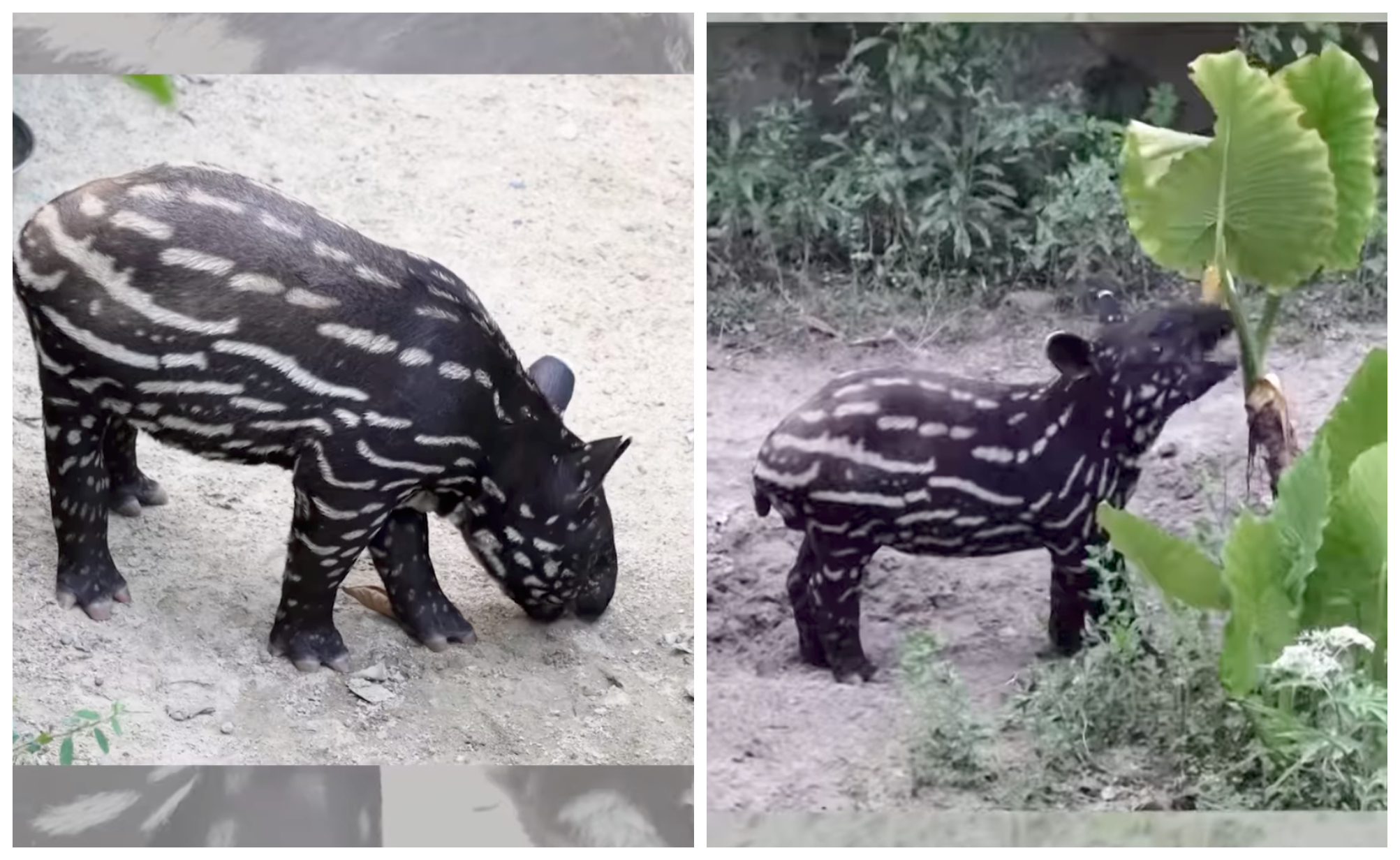 馬來貘寶寶莉姆路「吃土」的模樣超級可愛。（翻攝台北市立動物園臉書）