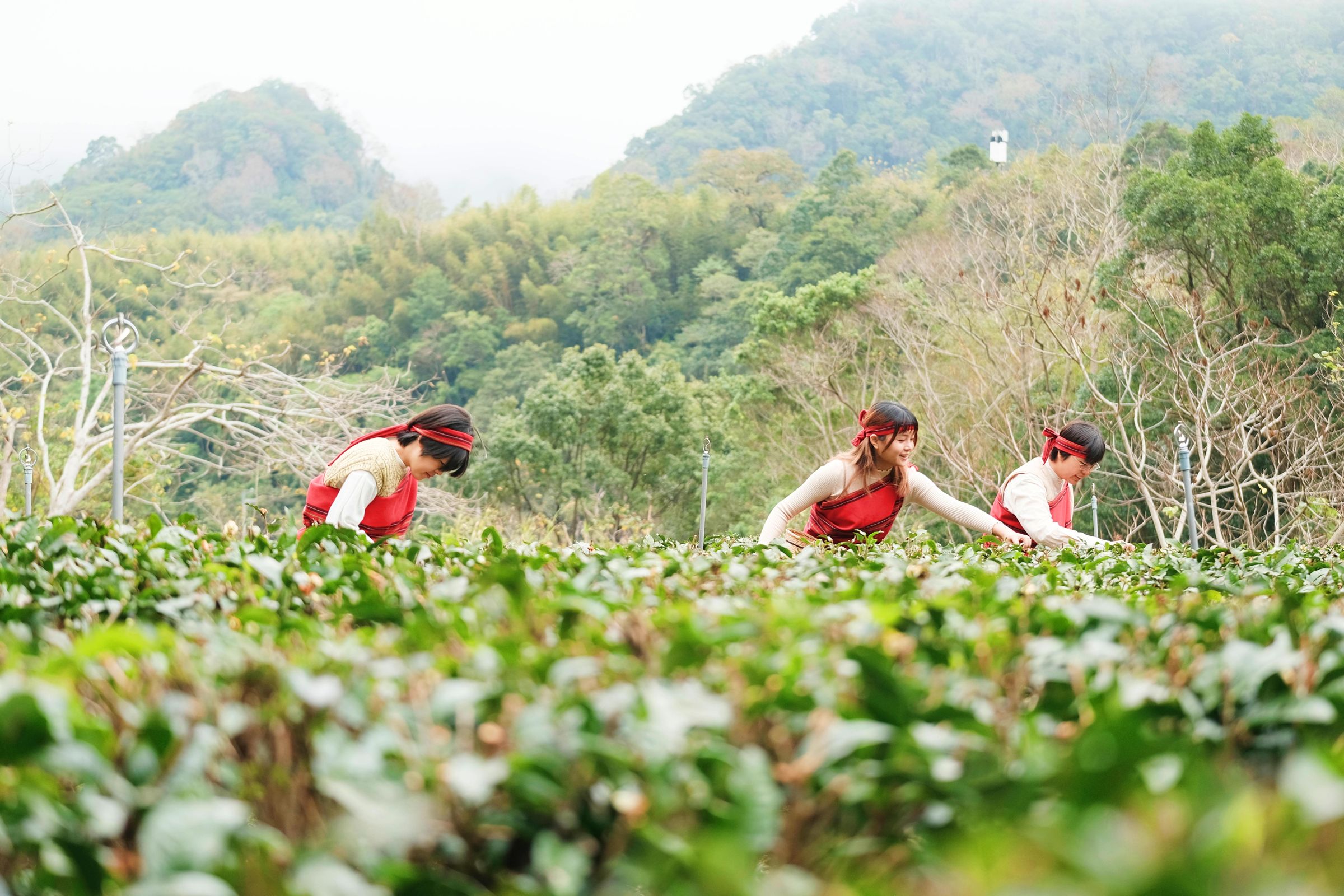 踏上「新竹走走」的全新路線,深入尖石鄉北得拉曼山腳下的部落茶園,親近與山林共生的泰雅原民文化。(新竹縣政府提供)