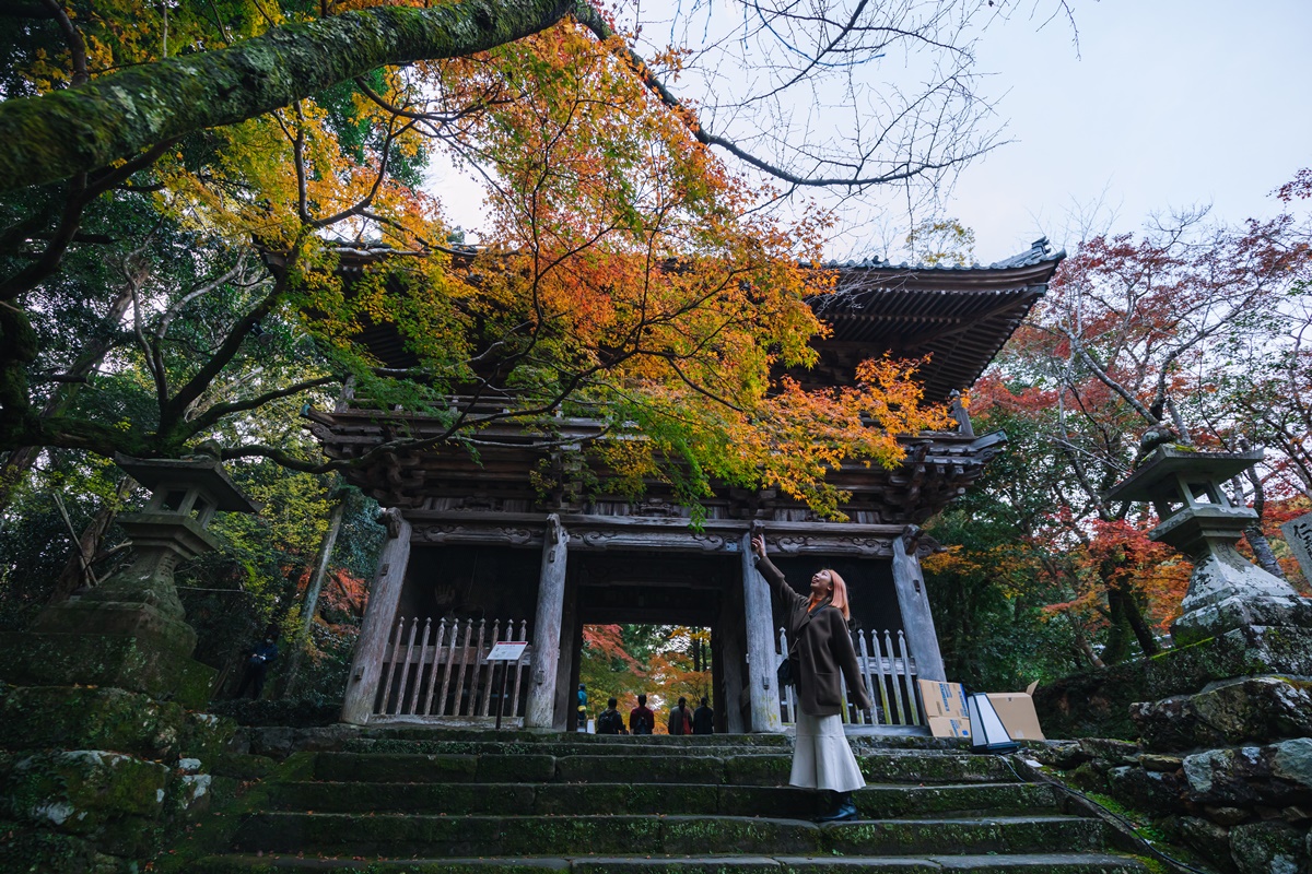 楓紅景致是吸引許多遊客特地前往「竹林寺」的原因之一。