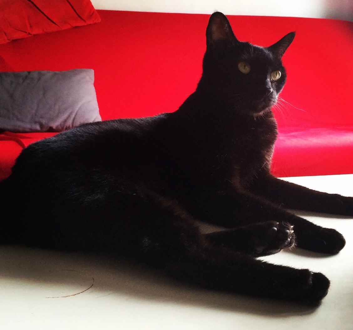 黑貓Socles病逝，結束16年貓生。（翻攝「黃阿瑪的後宮生活」臉書）