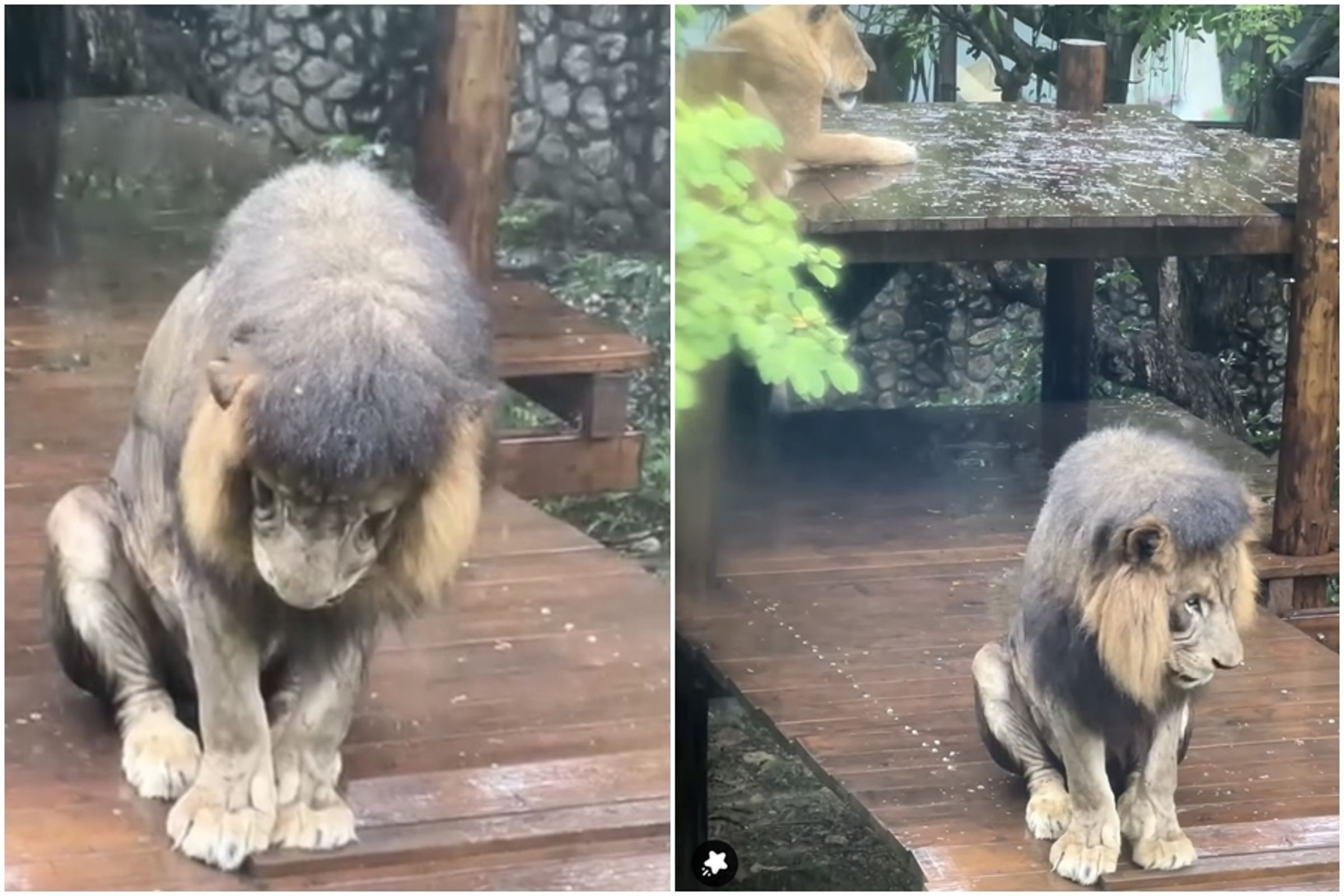 非洲獅「小辛」在雨中低頭淋雨,惹人憐愛的模樣就像是做錯事被懲罰一般。(翻攝自壽山動物園臉書)