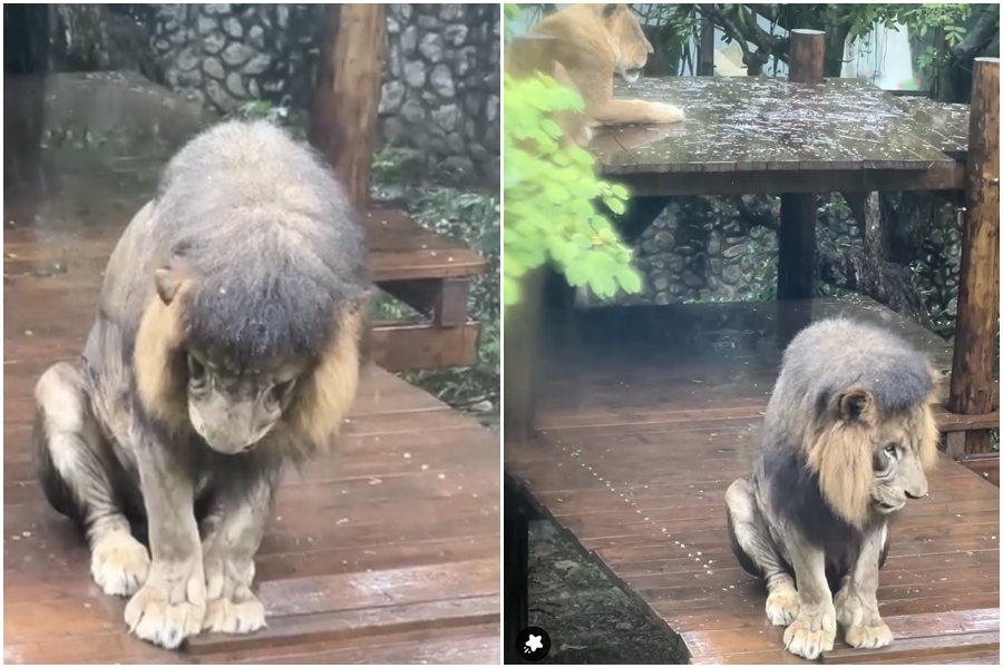 非洲獅「小辛」在雨中低頭淋雨，惹人憐愛的模樣就像是做錯事被懲罰一般。（翻攝自壽山動物園臉書）