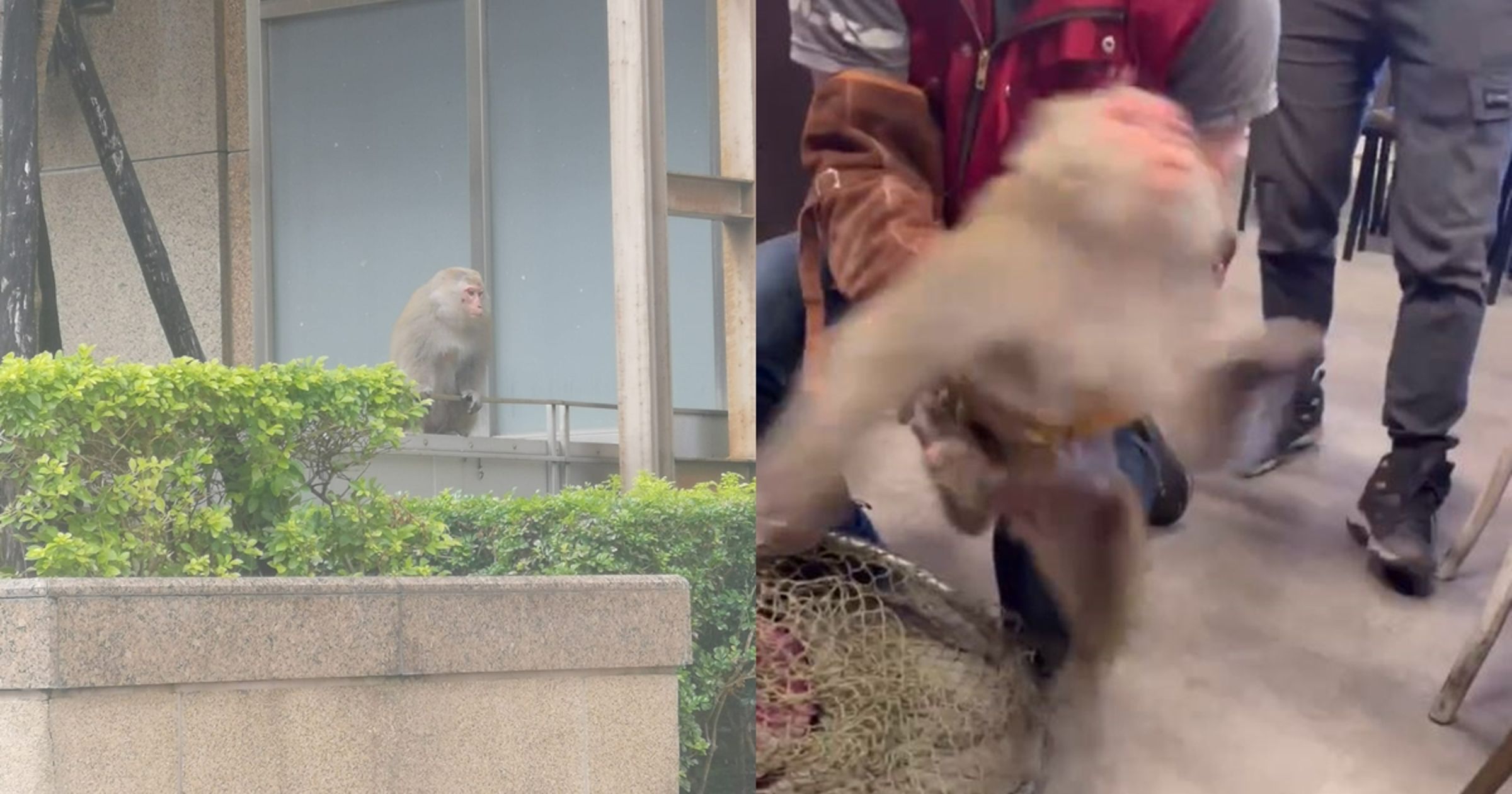台灣獼猴出沒林口街頭，今日下午落網氣炸（右圖）。（翻攝自林口大家庭LinKou-Family、蔡淑君臉書）