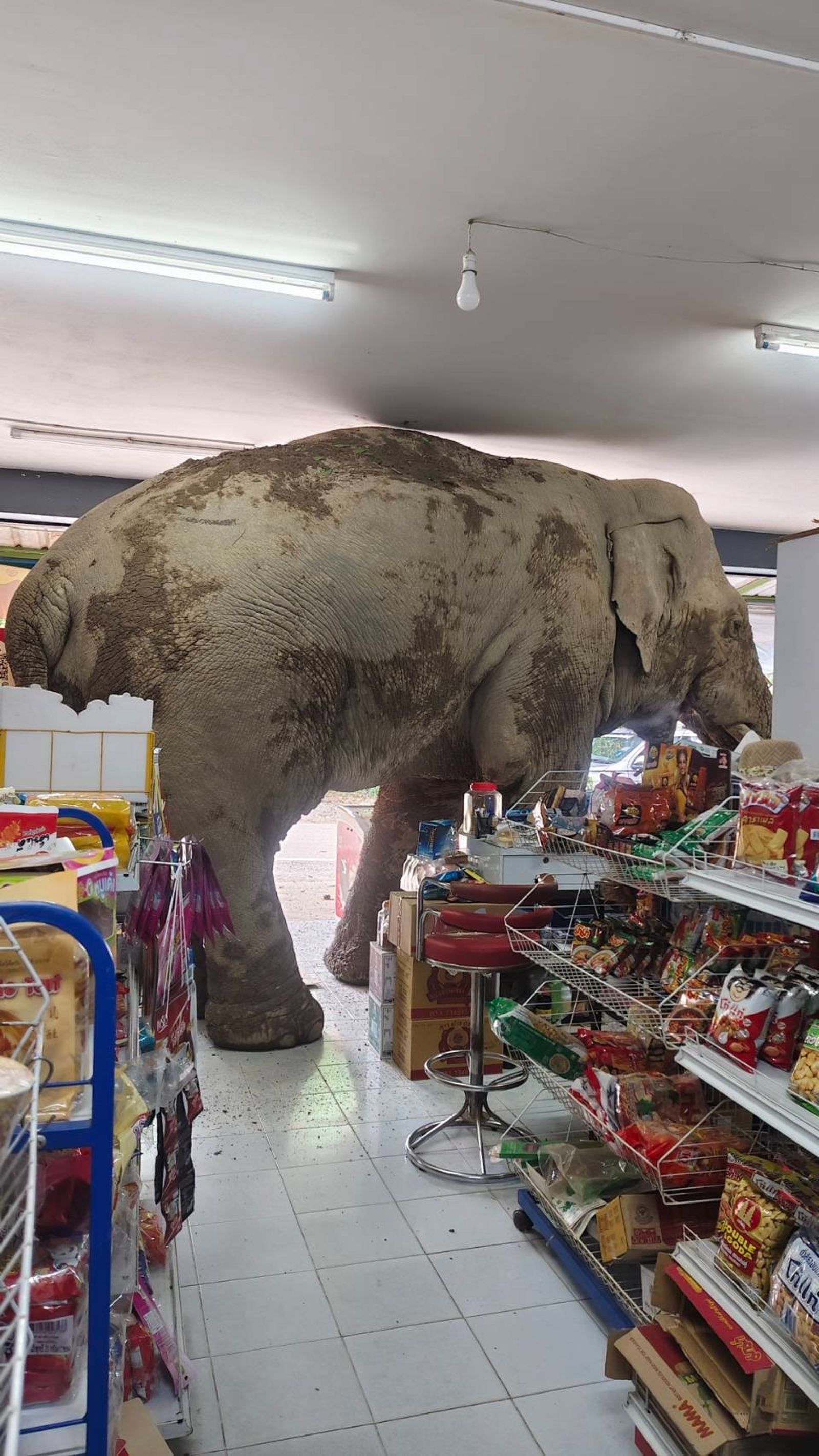一頭野生可愛大象闖入便利商店「大快朵頤」，吃了一堆脆米餅和雞蛋後，才滿足地離開。（翻攝畫面）