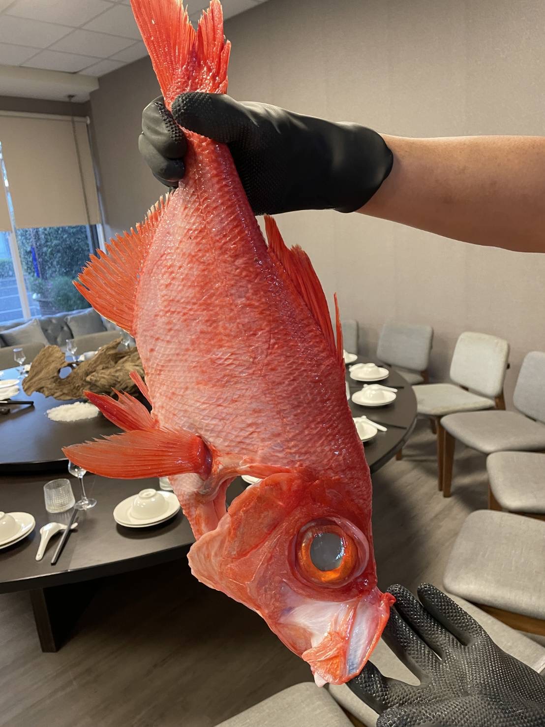 伍老闆只拿活的高檔食材,在這裡可吃到現撈鮮魚。(伍偉龍提供)