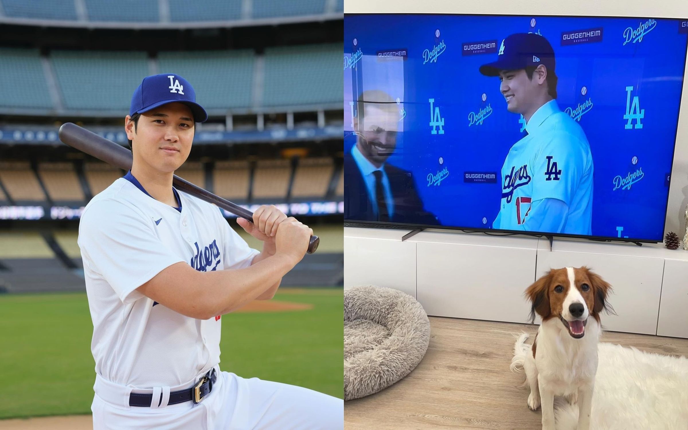 大谷翔平正式加盟道奇,他穿上全套新球衣擺拍,愛犬也乖乖在家看他的記者會。(翻攝自大谷翔平IG)