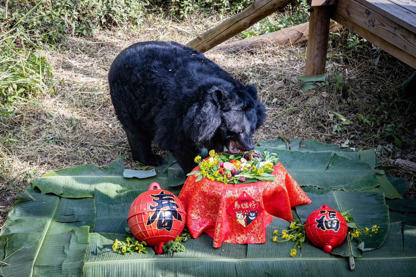 壽山動物園今宣布，高齡30歲的黑熊瑪莉奶奶昨天上午在睡夢中安詳離世。（壽山動物園提供）