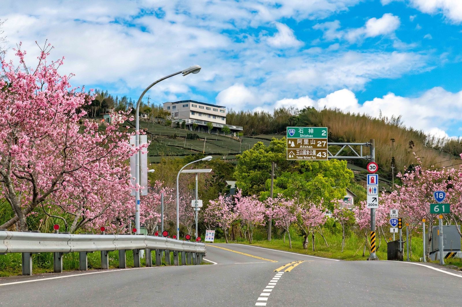 台18線阿里山公路沿途隱藏著許多賞櫻祕境,如石棹櫻之道、中興製茶所,一路延伸至阿里山森林園區。(阿里山英迪格酒店提供)