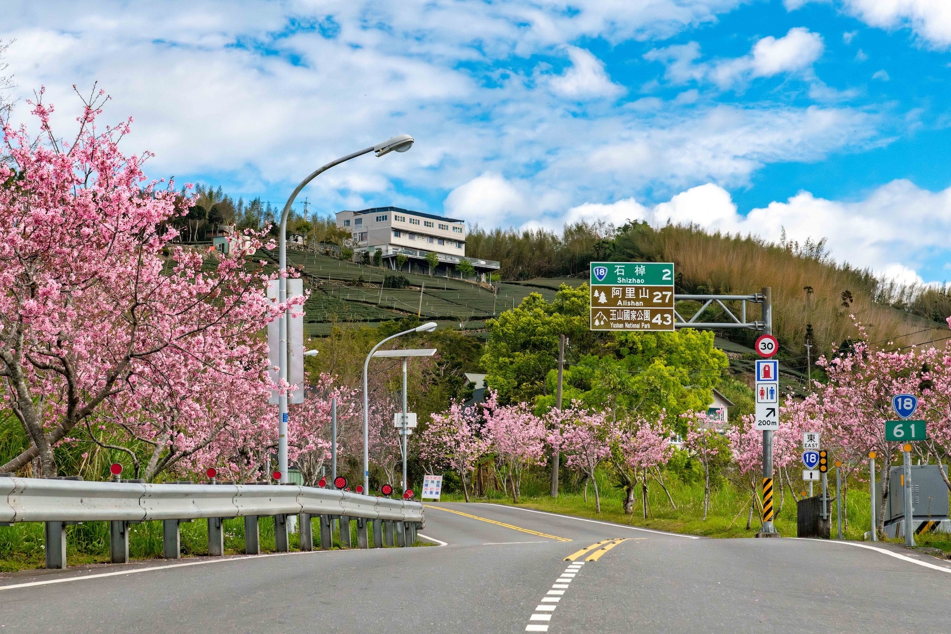 台18線阿里山公路沿途隱藏著許多賞櫻祕境，如石棹櫻之道、中興製茶所，一路延伸至阿里山森林園區。（阿里山英迪格酒店提供）